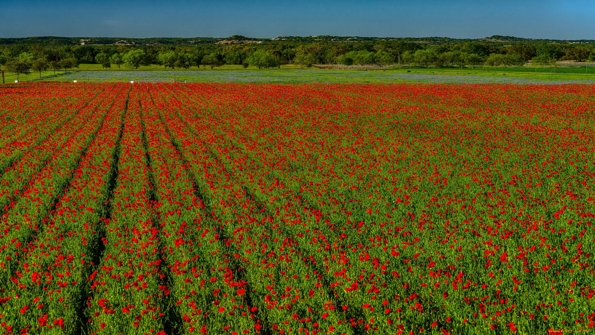 цветы, маки, красные, поле, солнечно