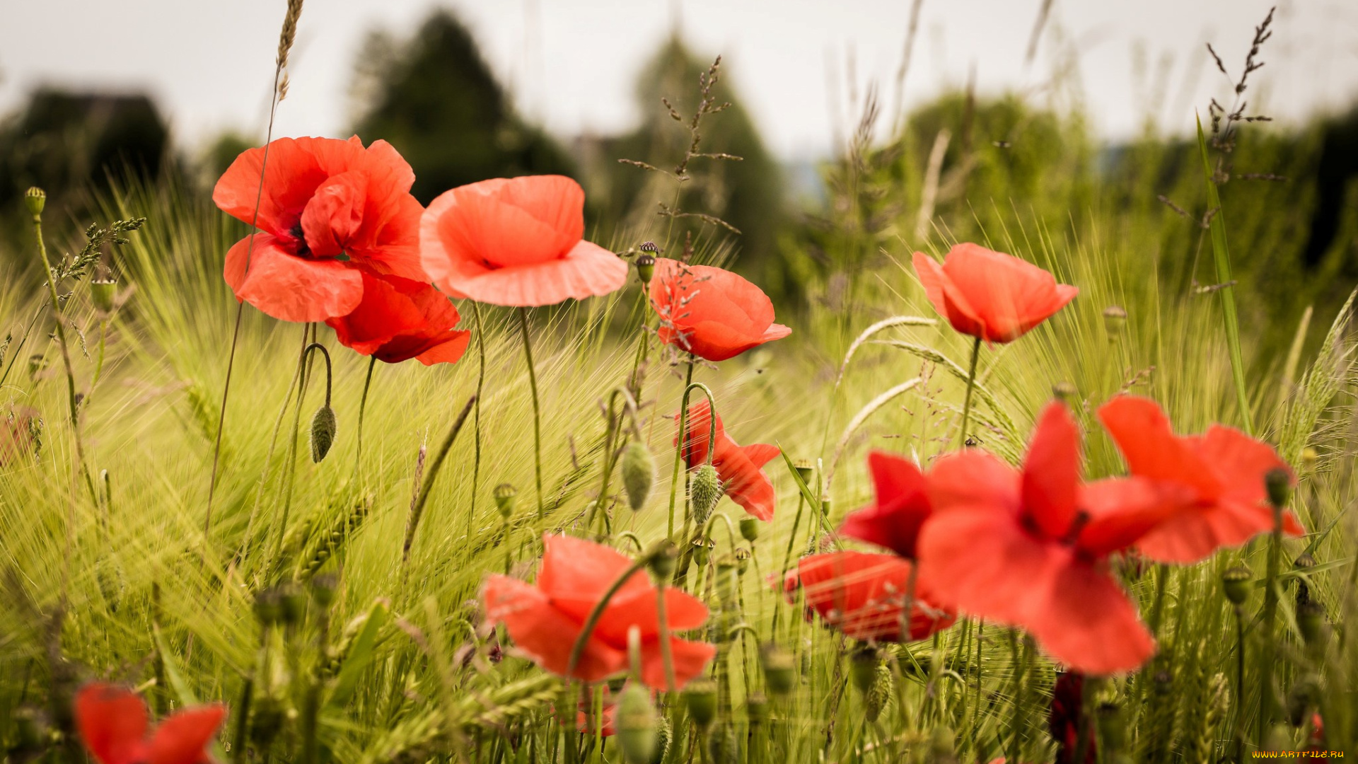 цветы, маки, красные, трава, много