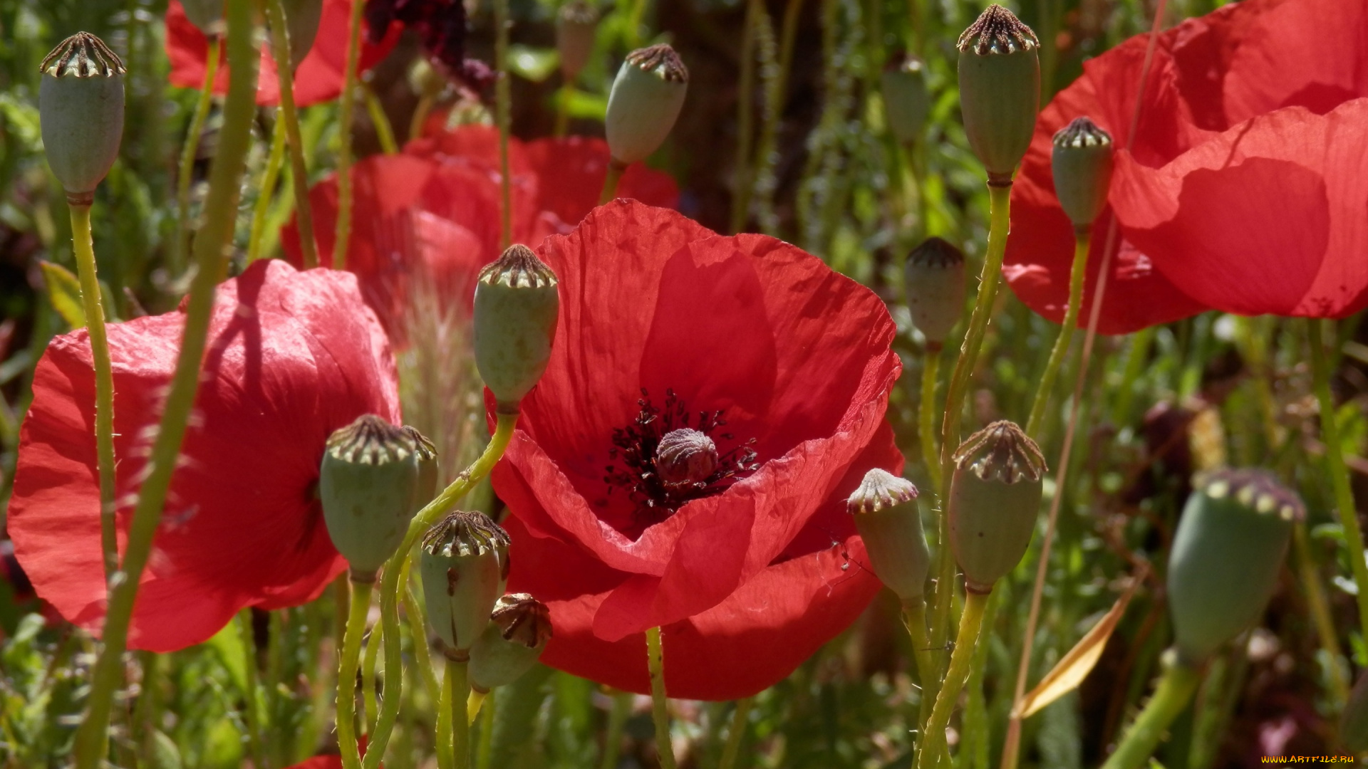 цветы, маки, крупным, планом, лето, солнце, красные, макро