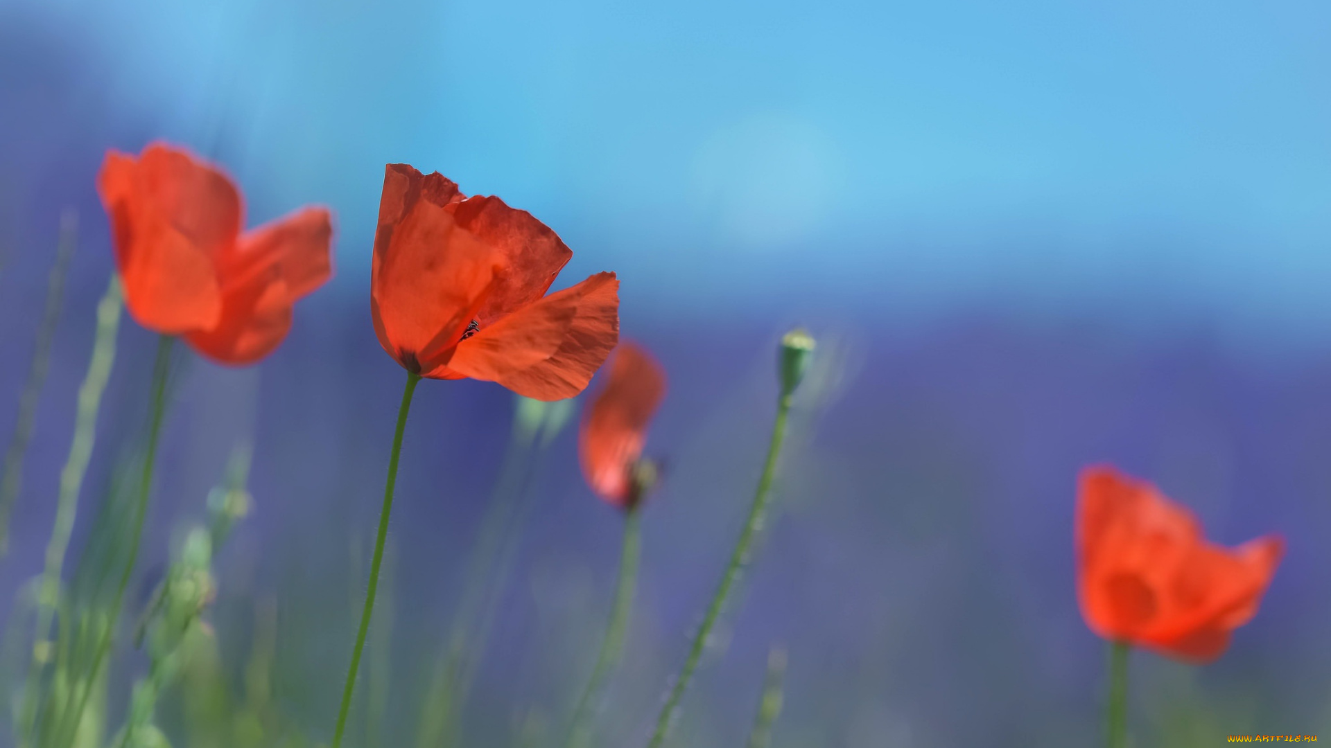 цветы, маки, лето