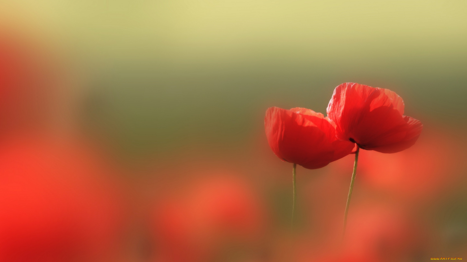 цветы, маки, лето