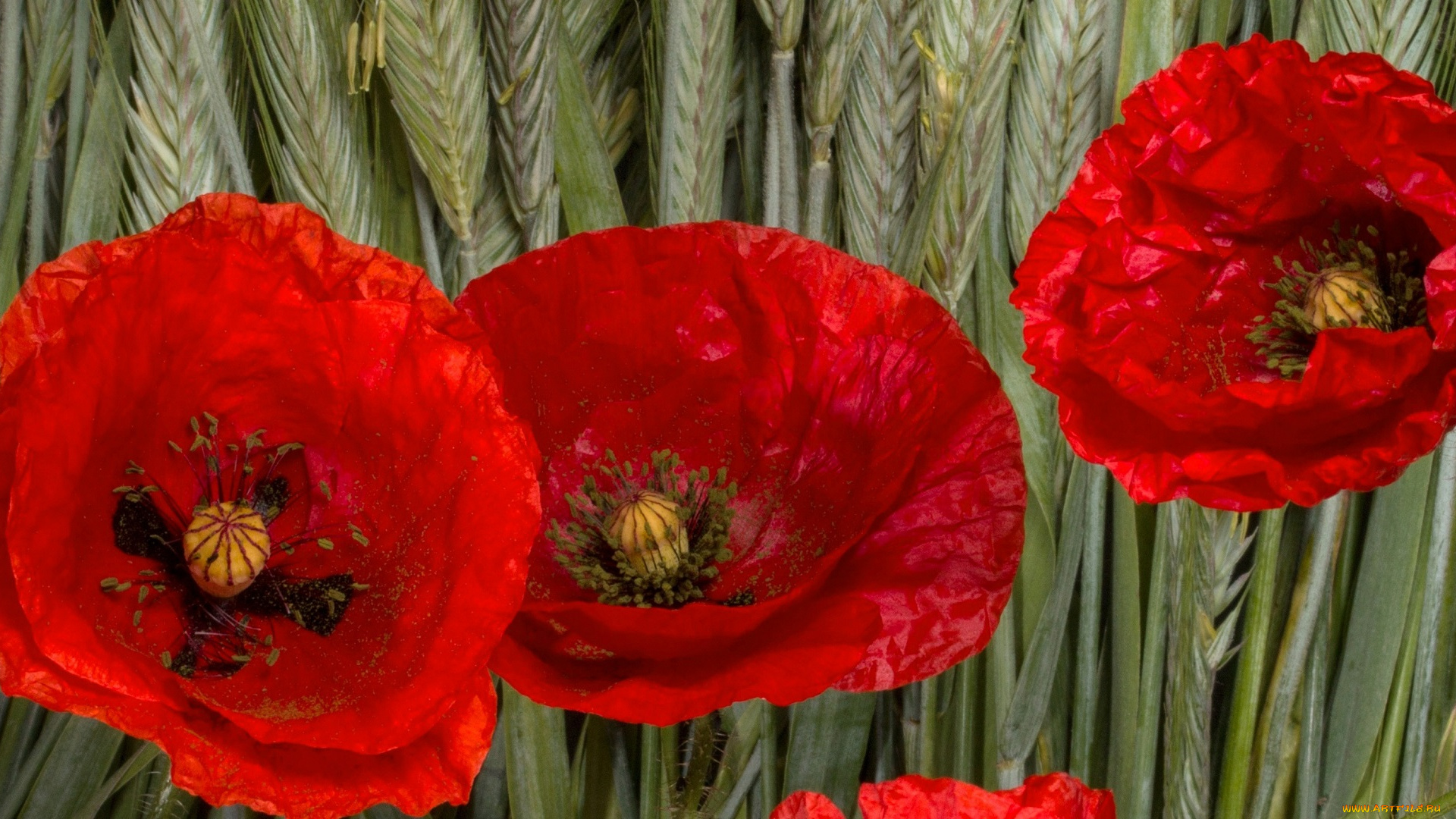 цветы, маки, липестки, природа, колосья