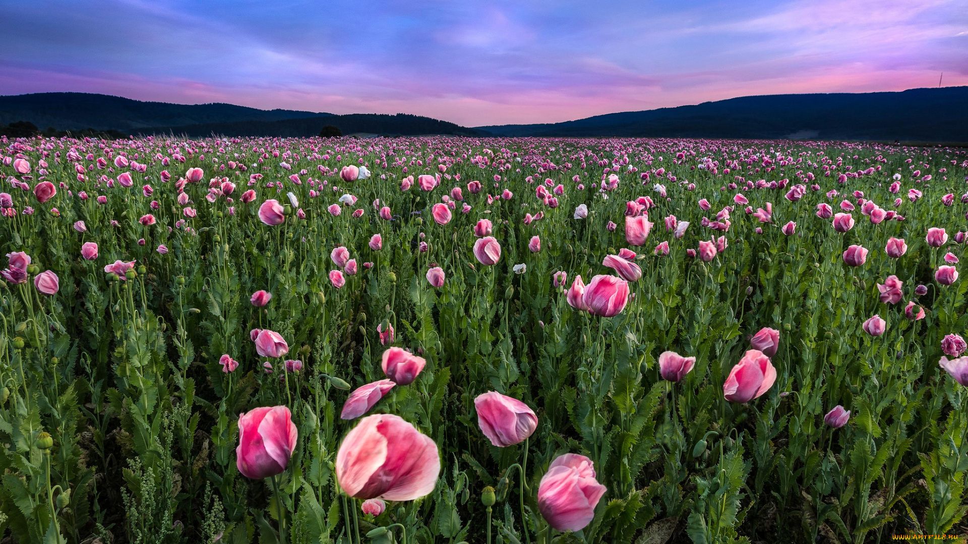 цветы, маки, мак, цветение, цвет, цветок, пейзаж, поле