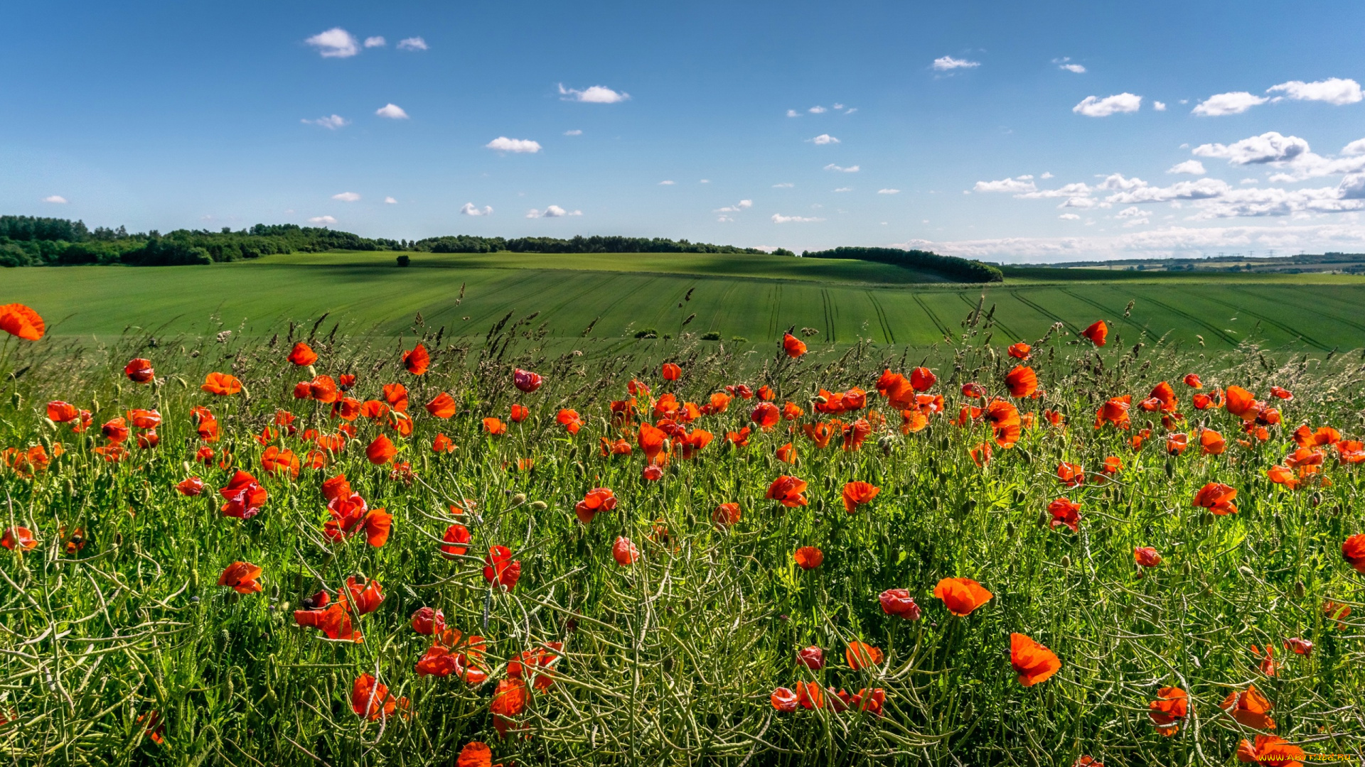 цветы, маки, облака, небо, солнце, зелень, красные, поля