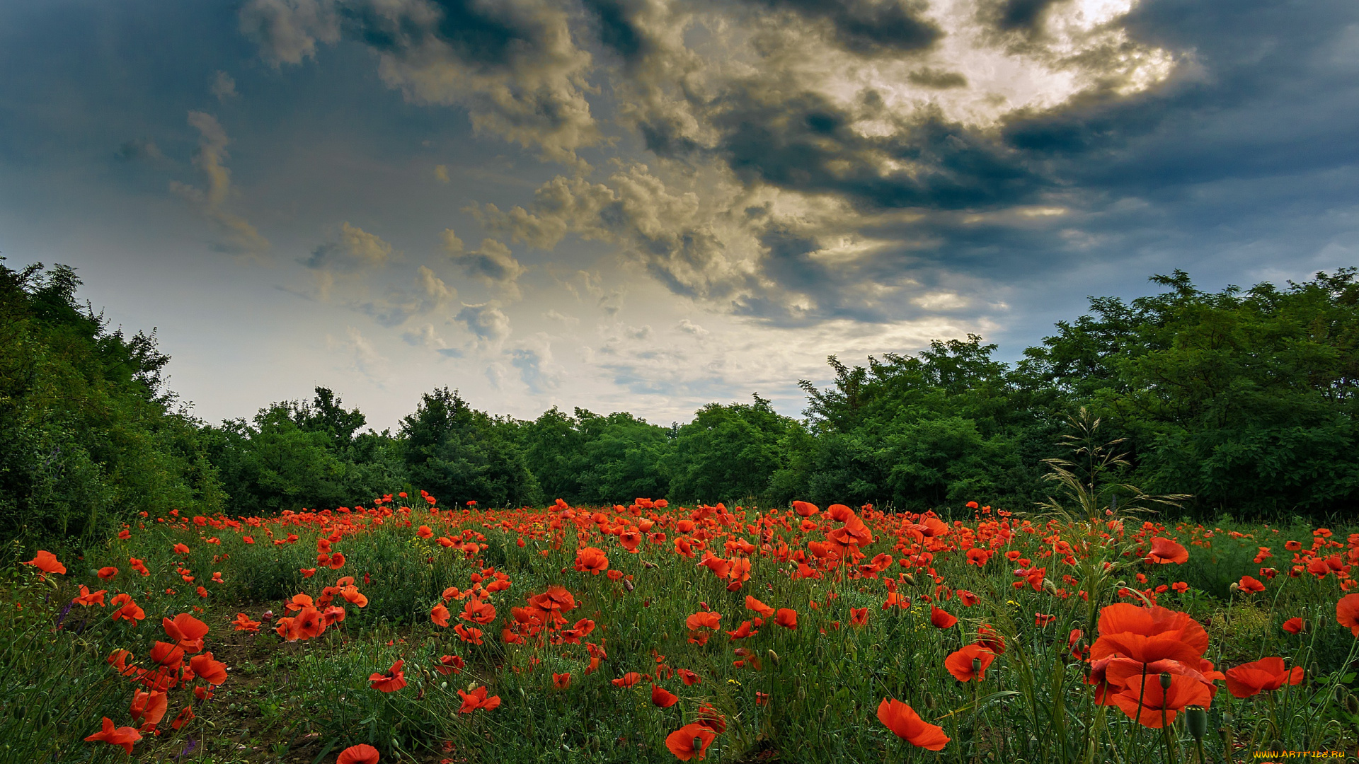 цветы, маки, поле, лето