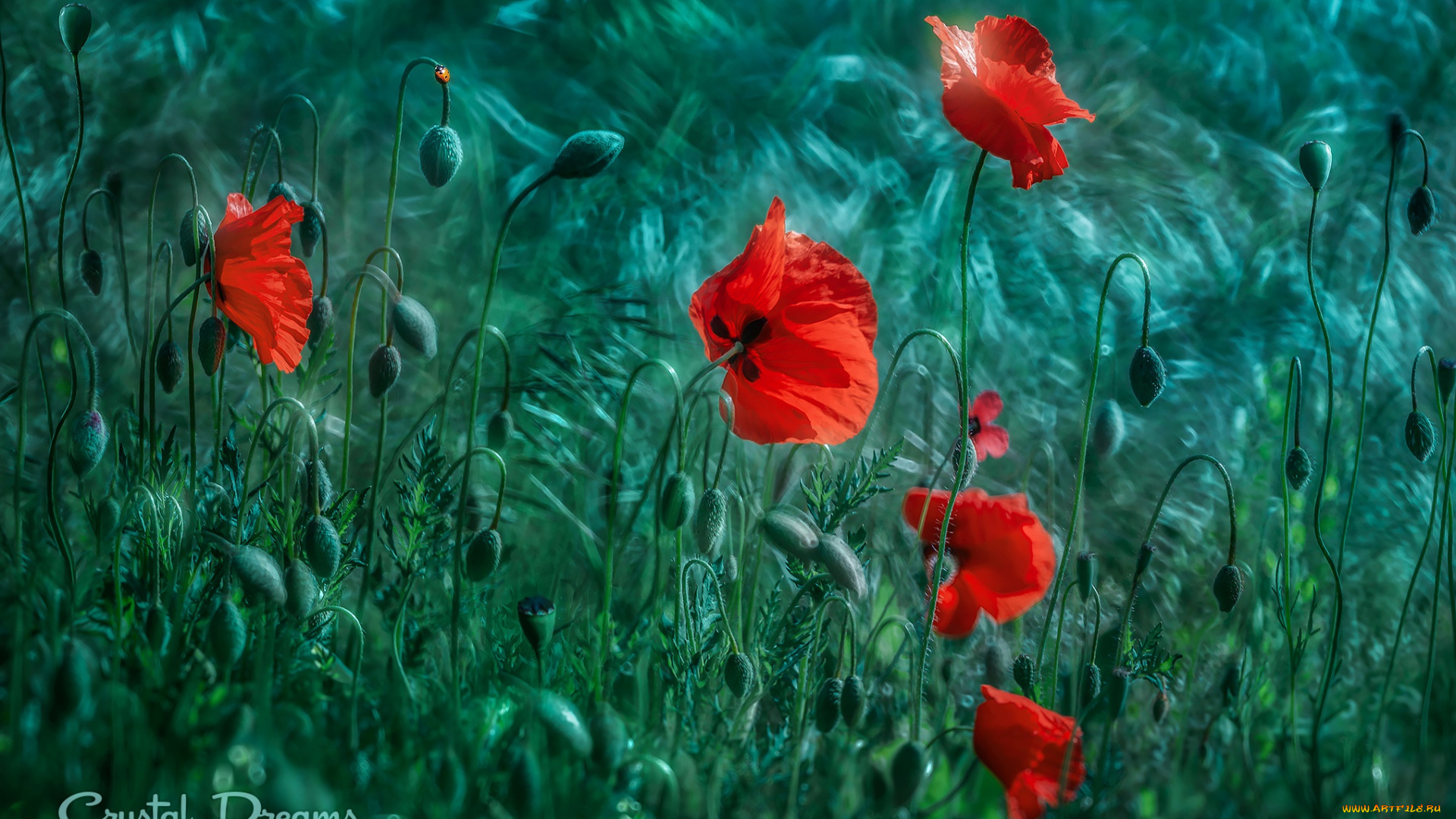 цветы, маки, поле, зелень