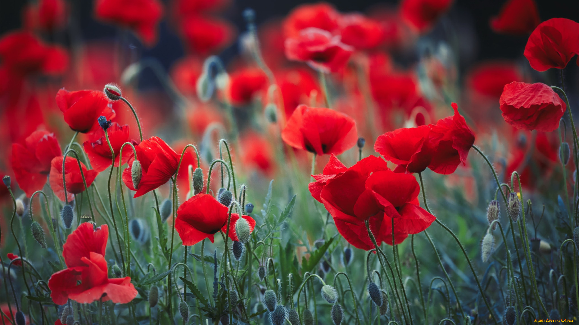 цветы, маки, природа