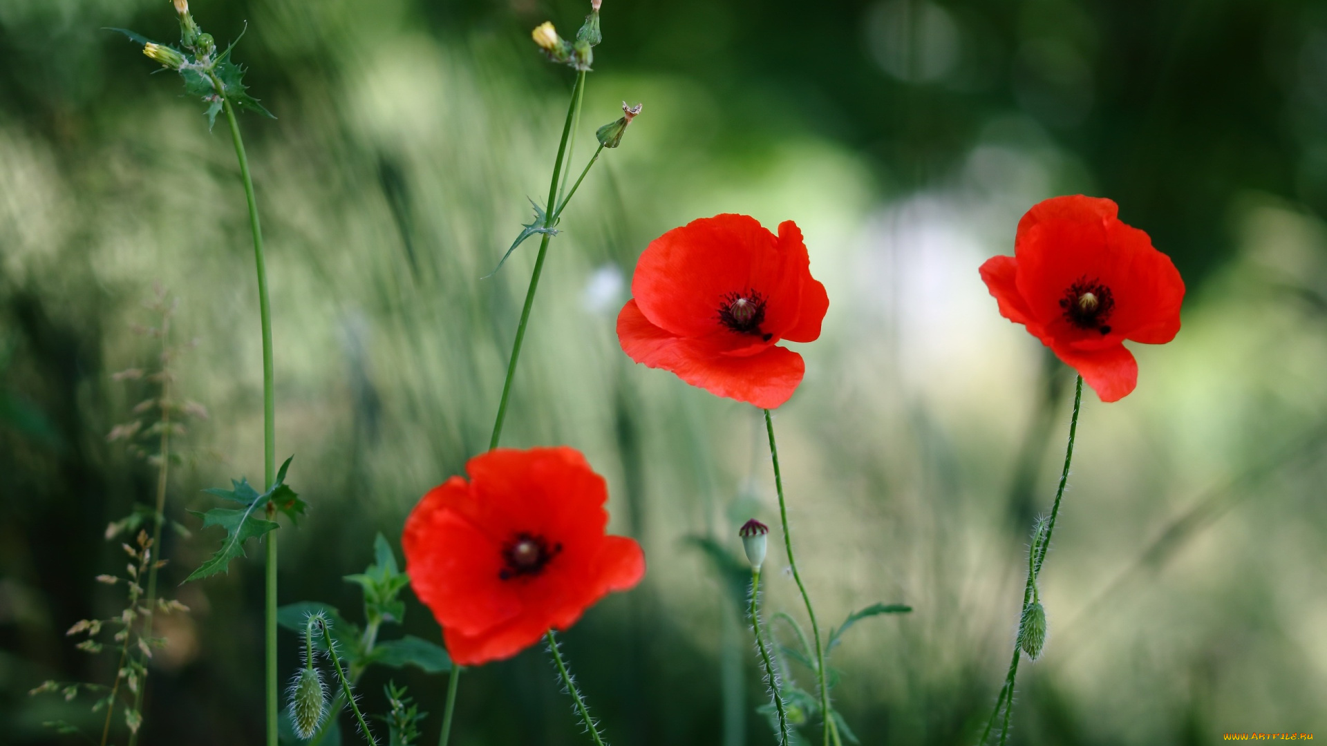 цветы, маки, природа