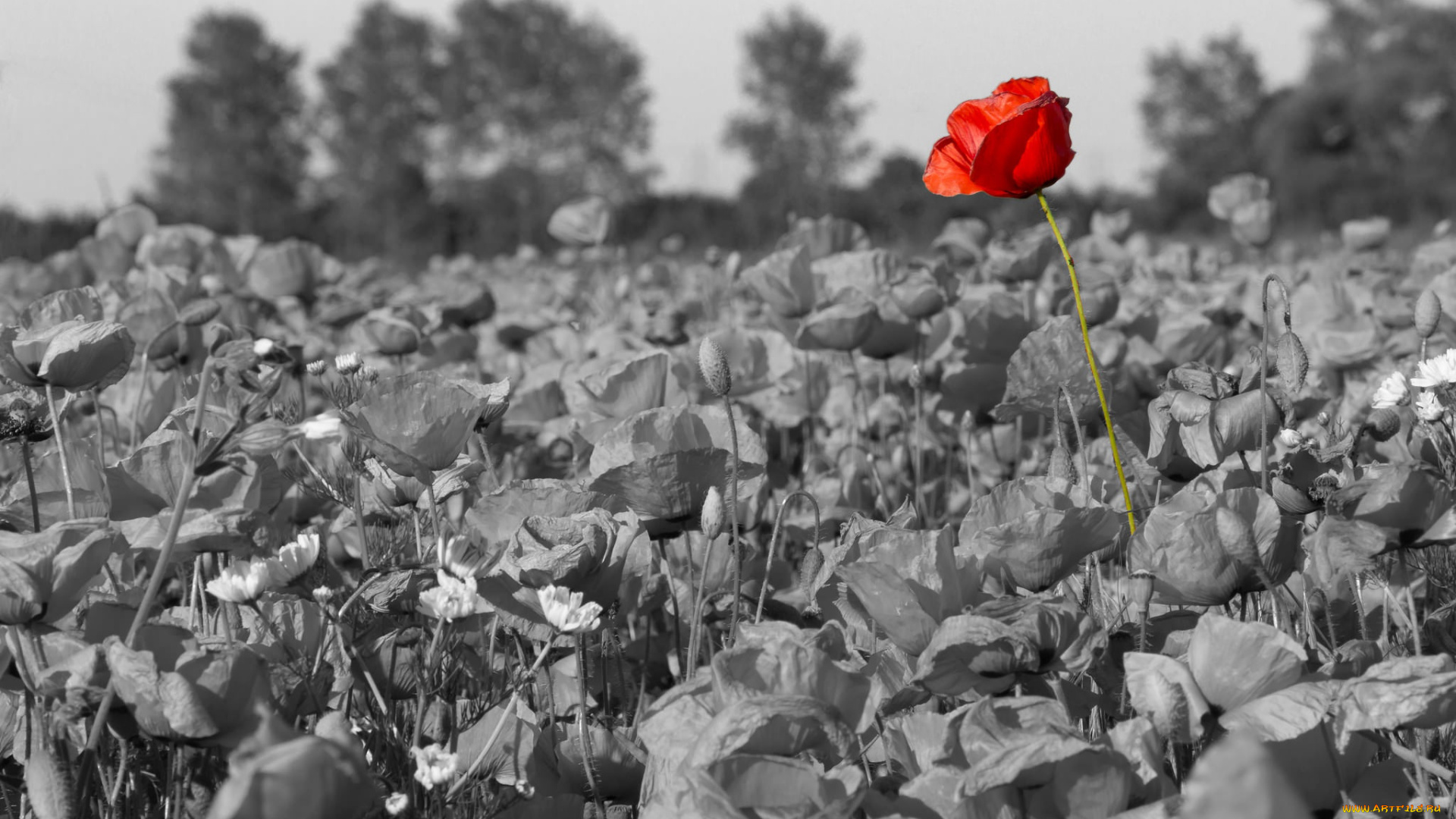цветы, маки, природа