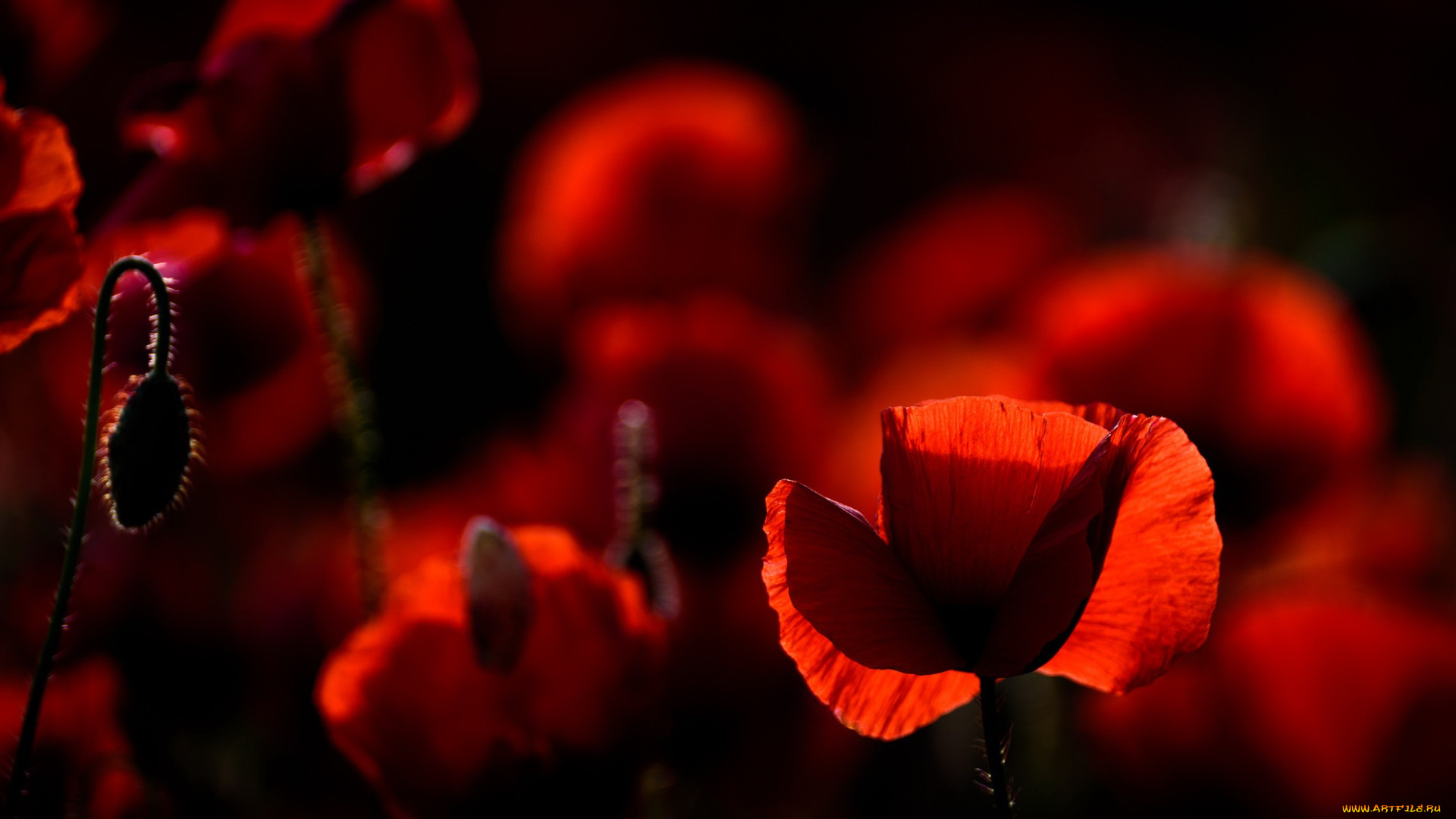 цветы, маки, природа