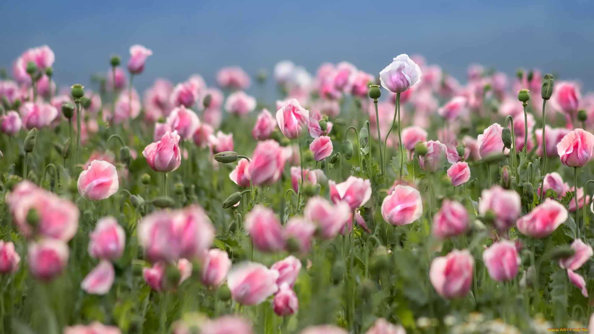 цветы, маки, природа, лето