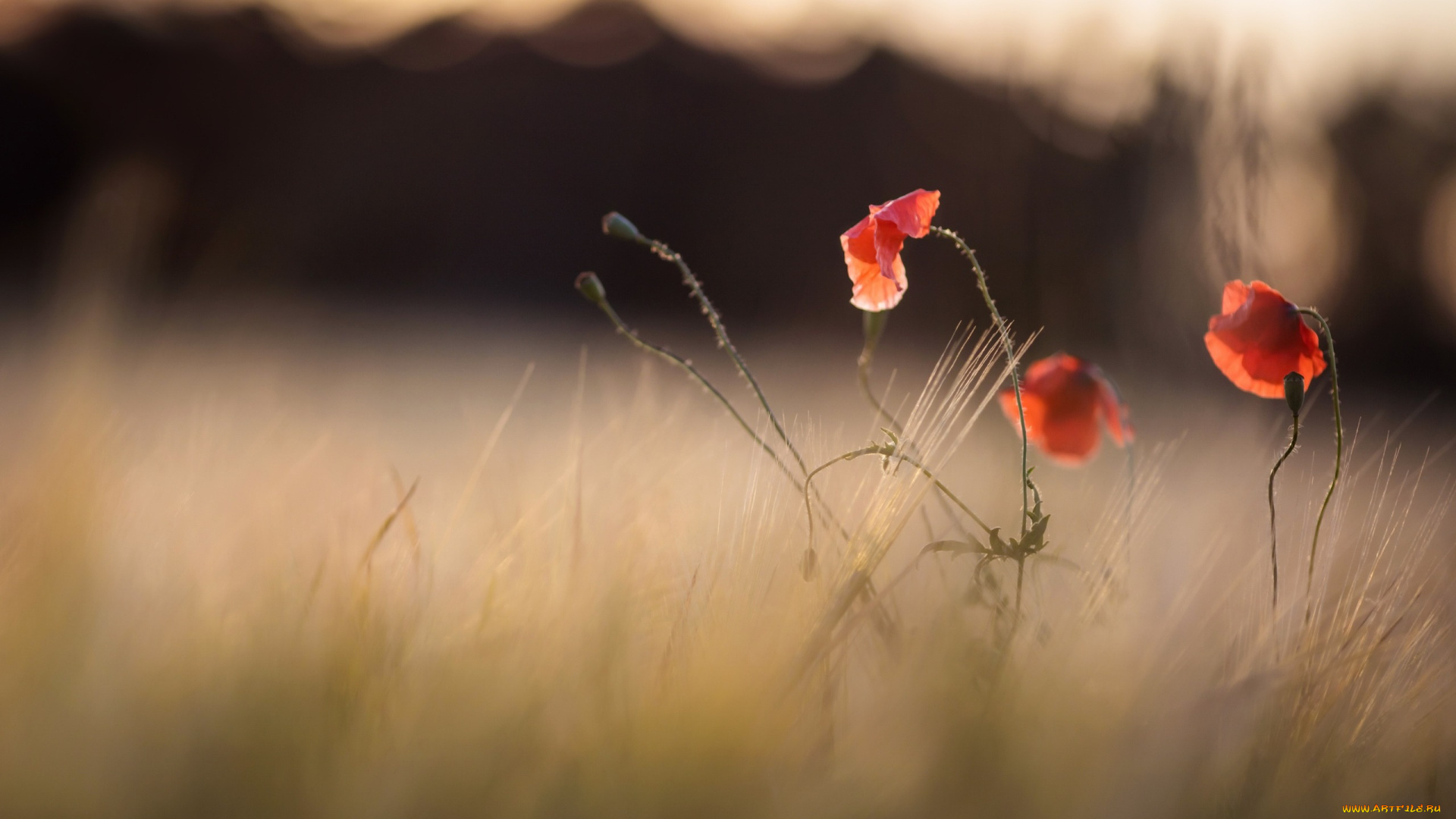 цветы, маки, природа, лето