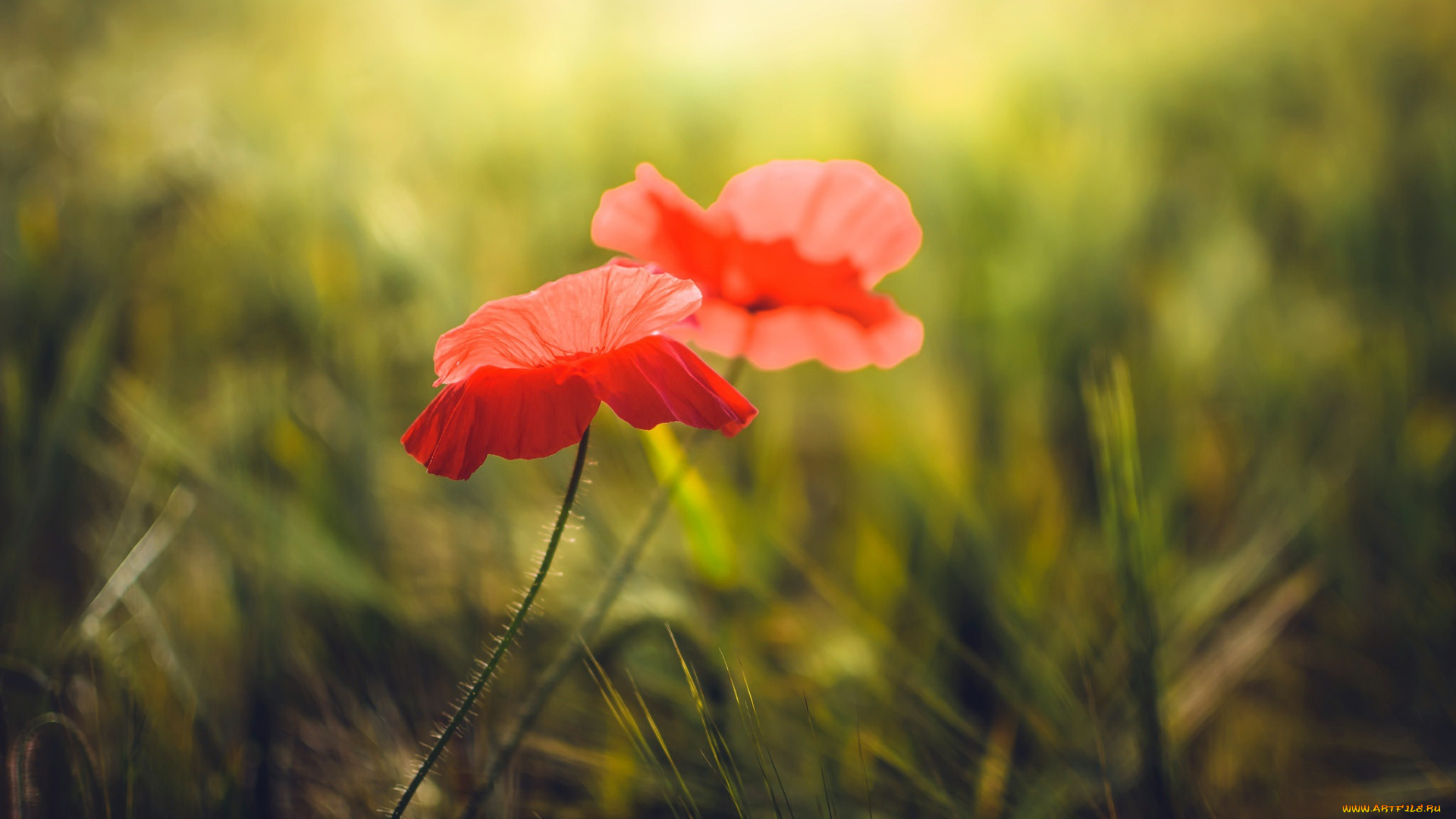 цветы, маки, природа, лето
