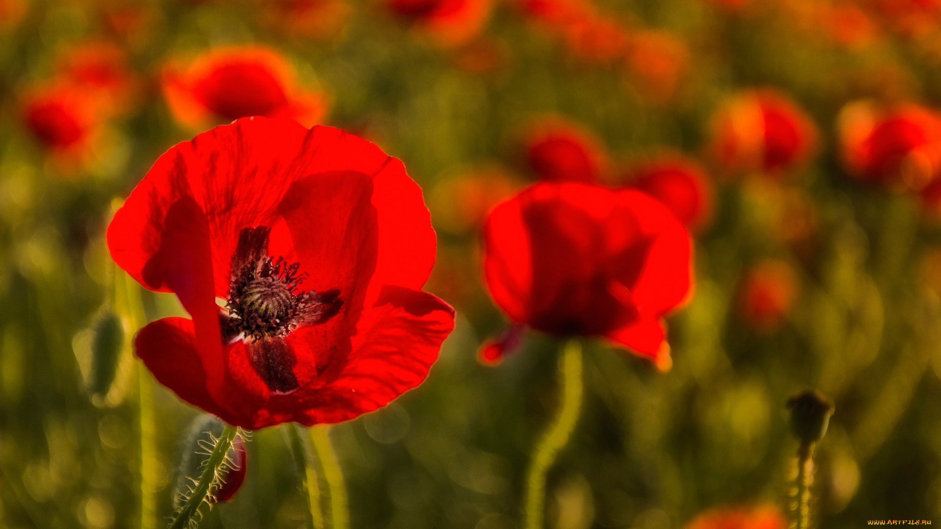 цветы, маки, природа, луг, лепестки