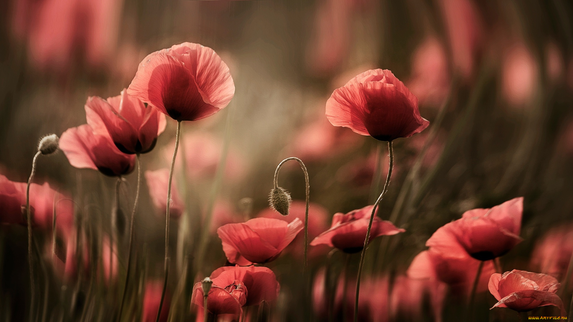 цветы, маки, розмытия, мак