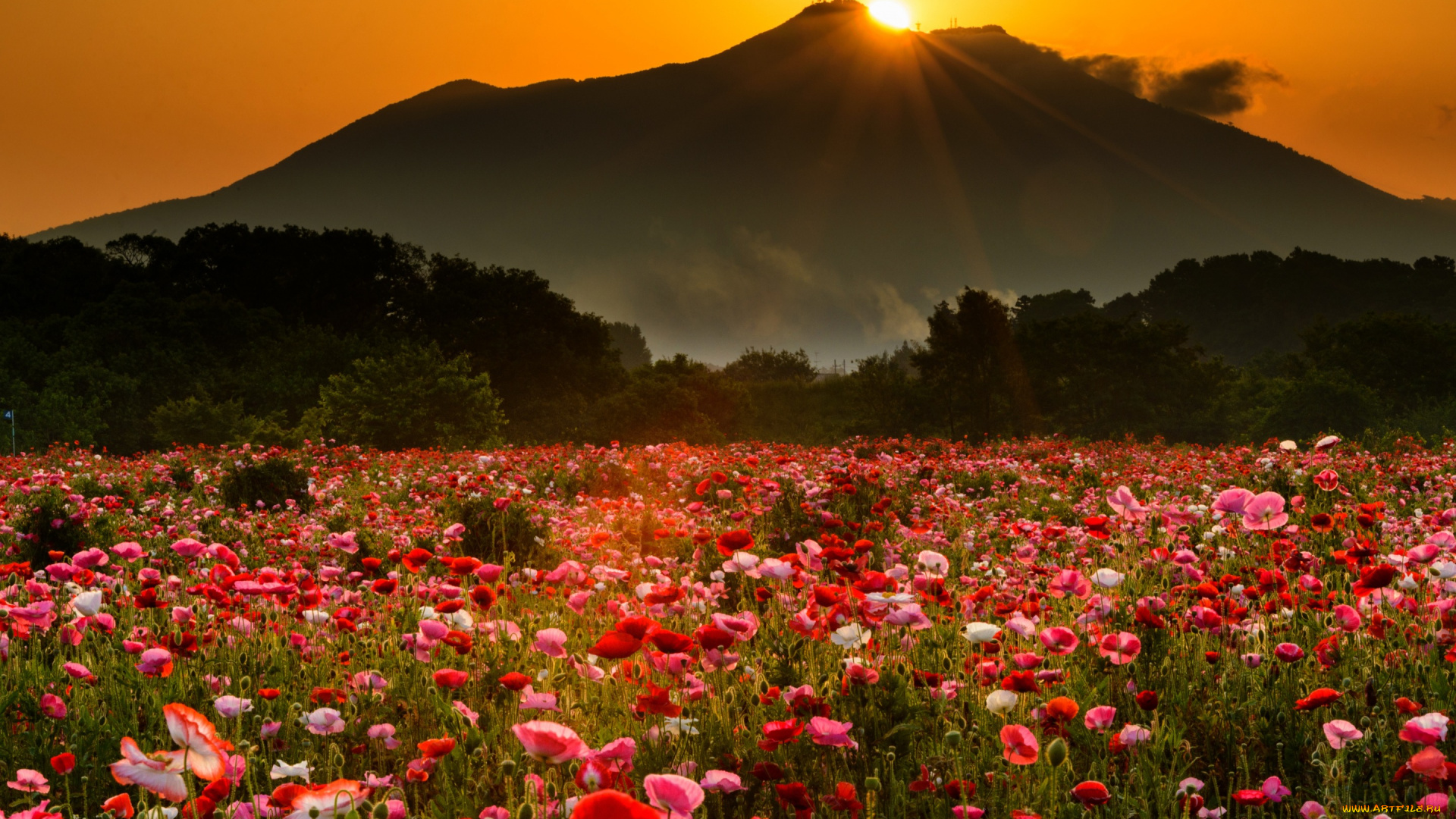 цветы, маки, закат, пейзаж, луг, деревья, туман, природа, лучи, гора, солнце, маковое, поле, мак, вечер, горы