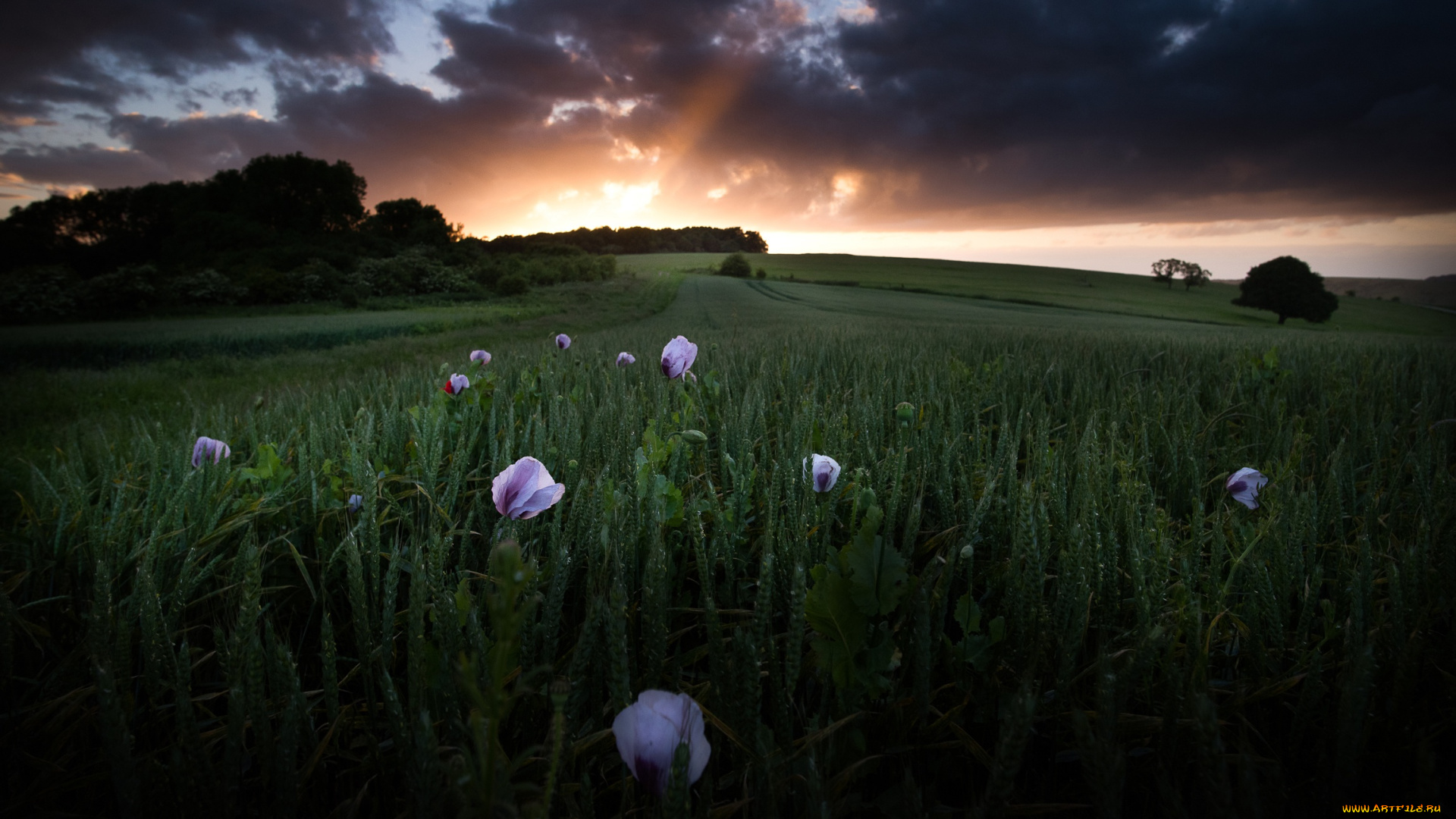 цветы, маки, закат, пейзаж, небо, рожь, злаки, поле, вечер, деревья, природа, лучи, тучи