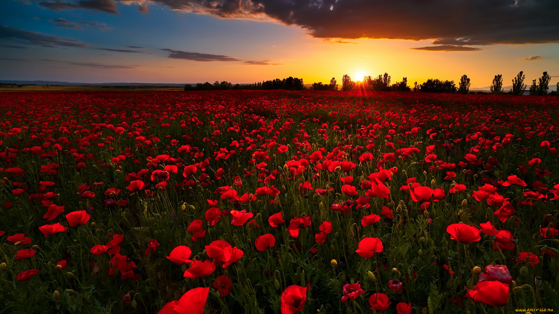 цветы, маки, закат, поле, лето