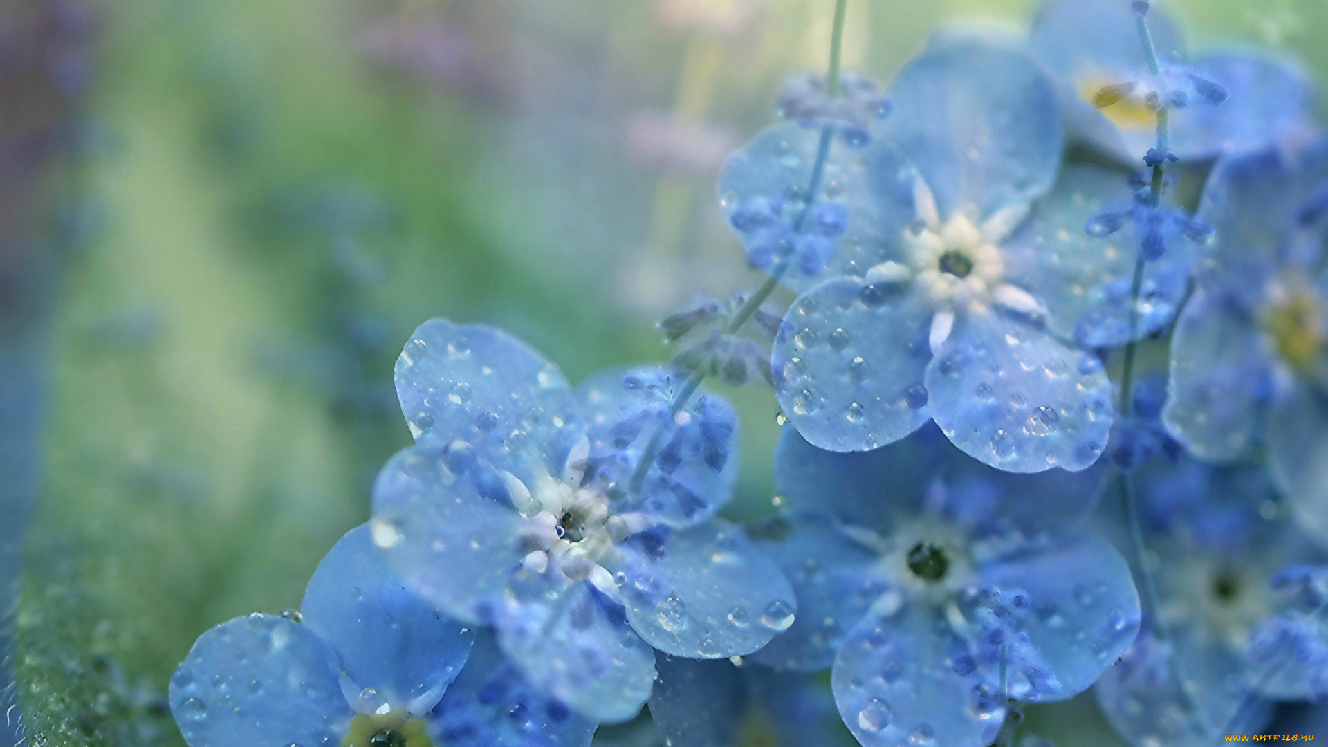 цветы, незабудки, капли, синий, фон, макро