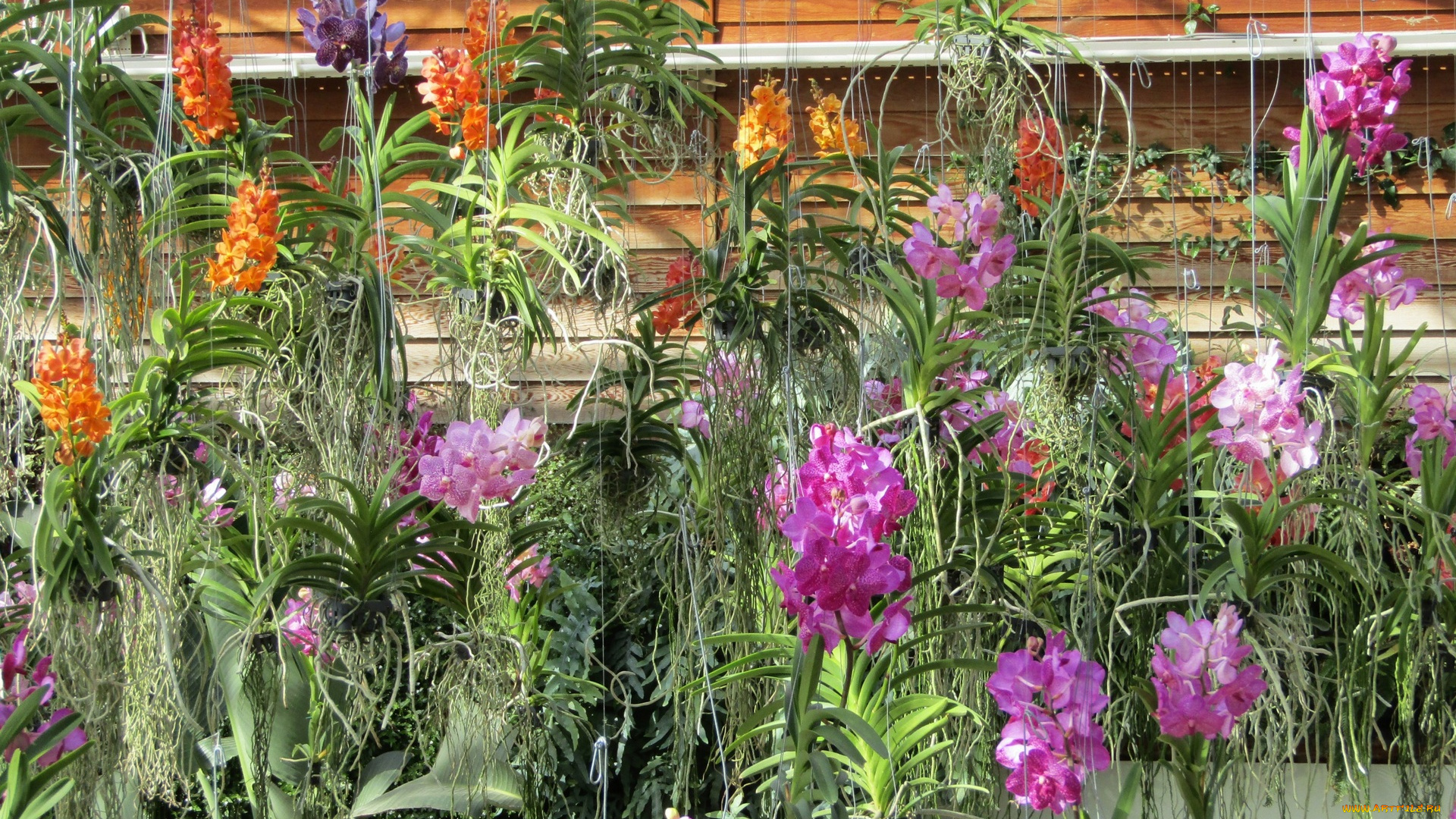 цветы, орхидеи, разноцветные