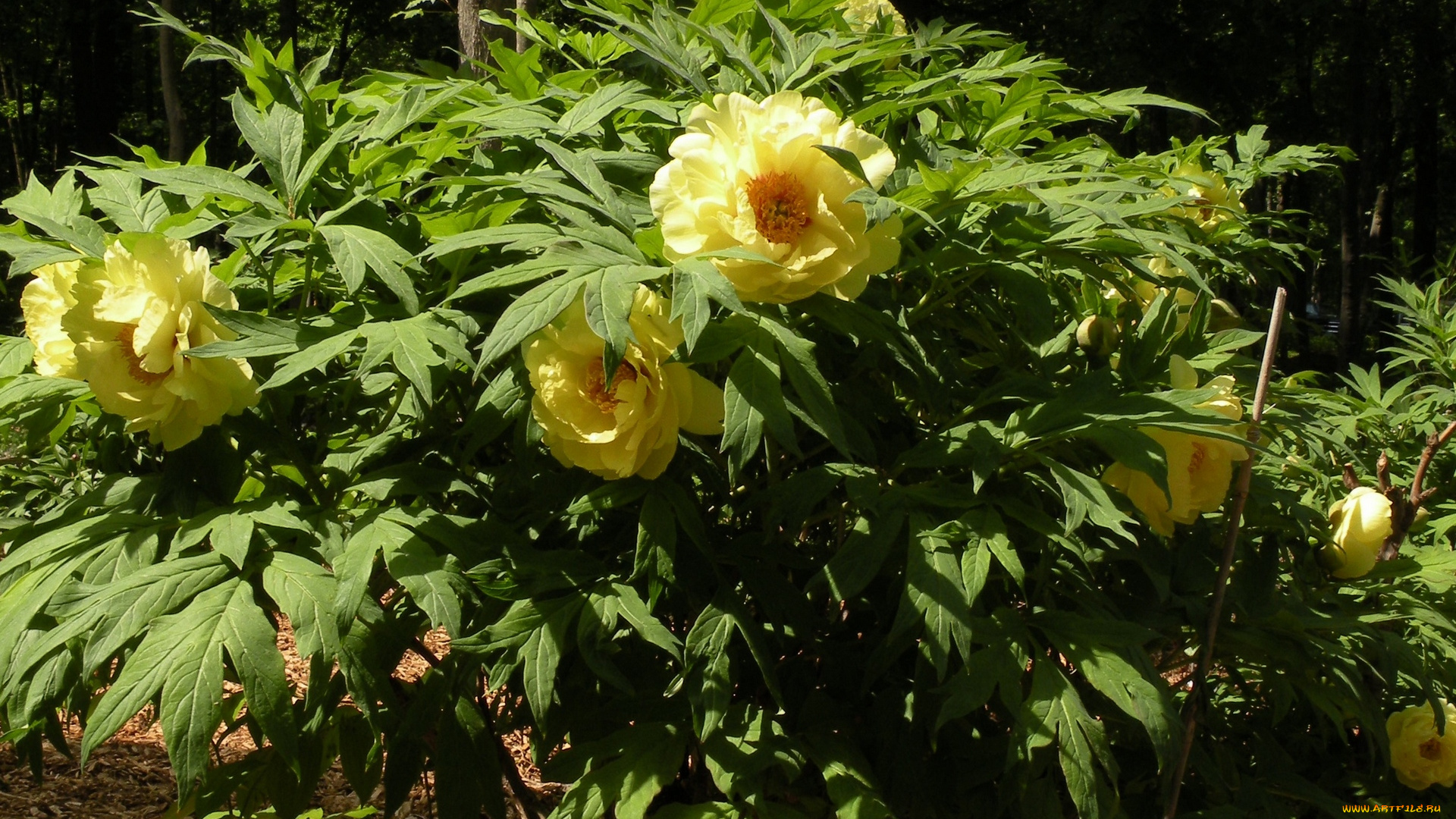 цветы, пионы, желтый, цвет