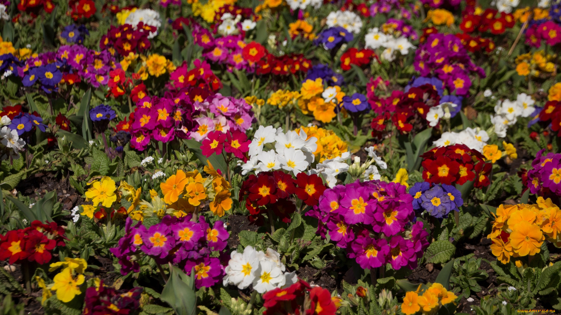 цветы, примулы, разноцветные