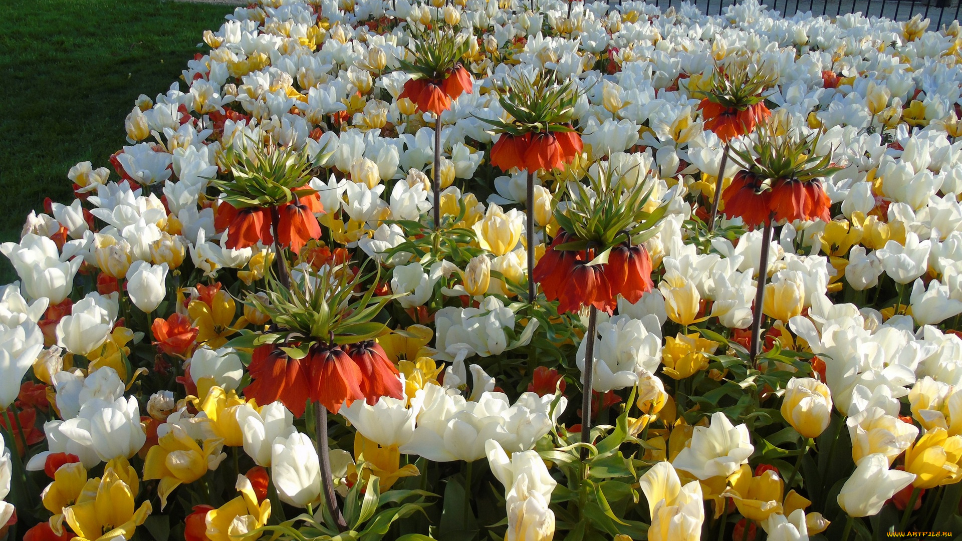 цветы, разные, вместе, разноцветные