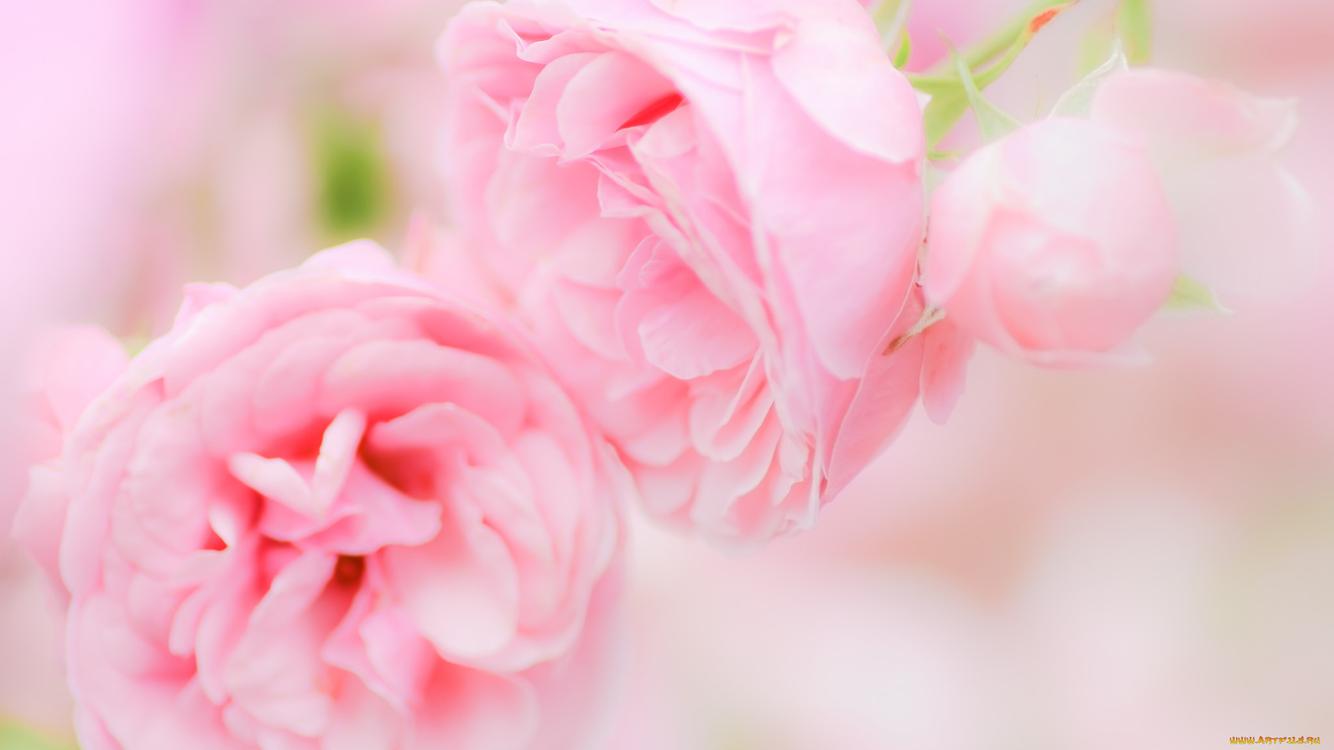 цветы, розы, роза, бутон, лепестки, листья, цветение, rose, bud, petals, leaves, blossoms