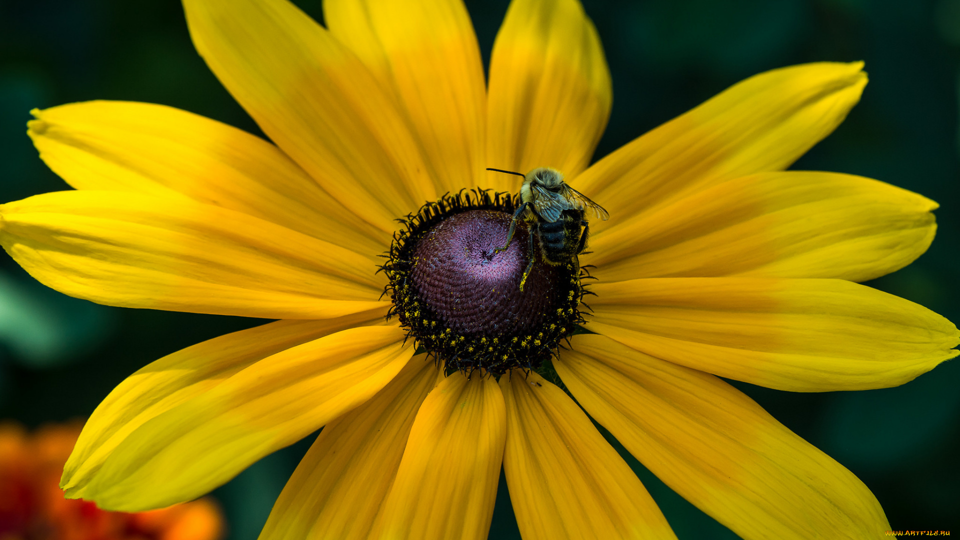 цветы, рудбекия, цветок, жёлтый