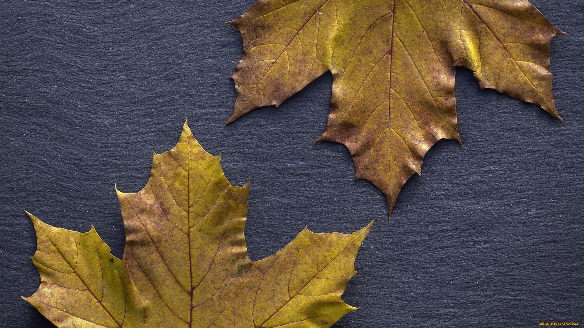 природа, листья, осень, фон