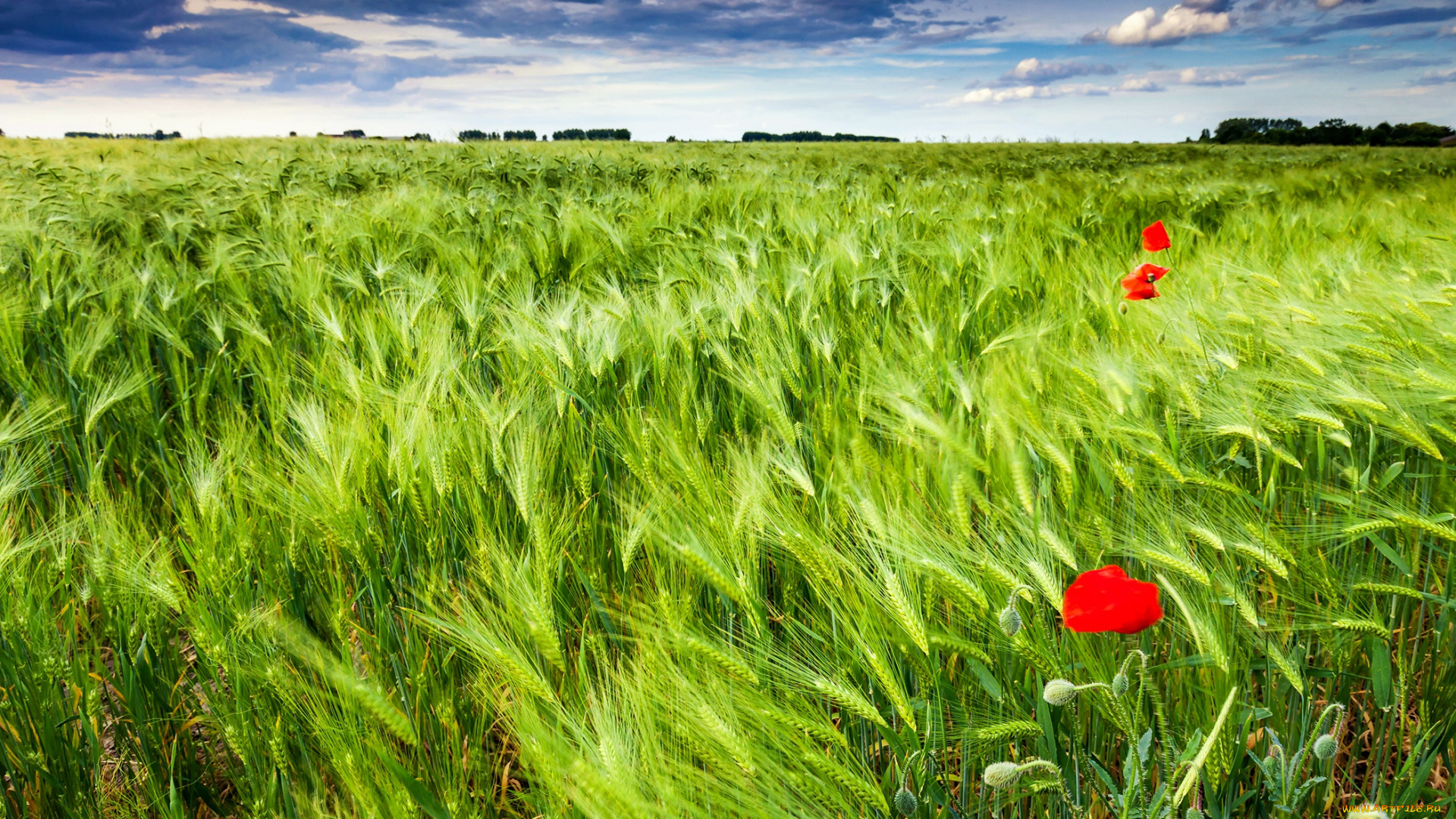 природа, поля, поле, колосья, маки, лето