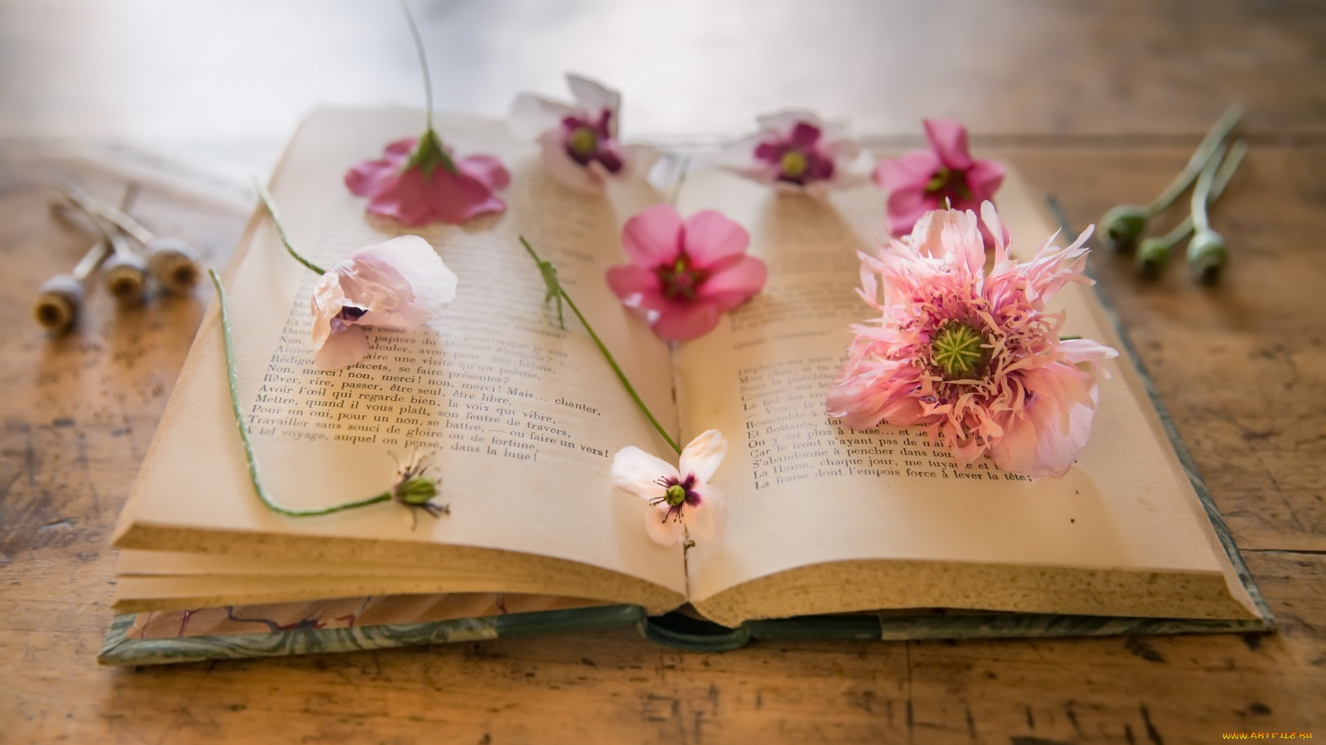 разное, канцелярия, , книги, книга, фон, маки, цветы