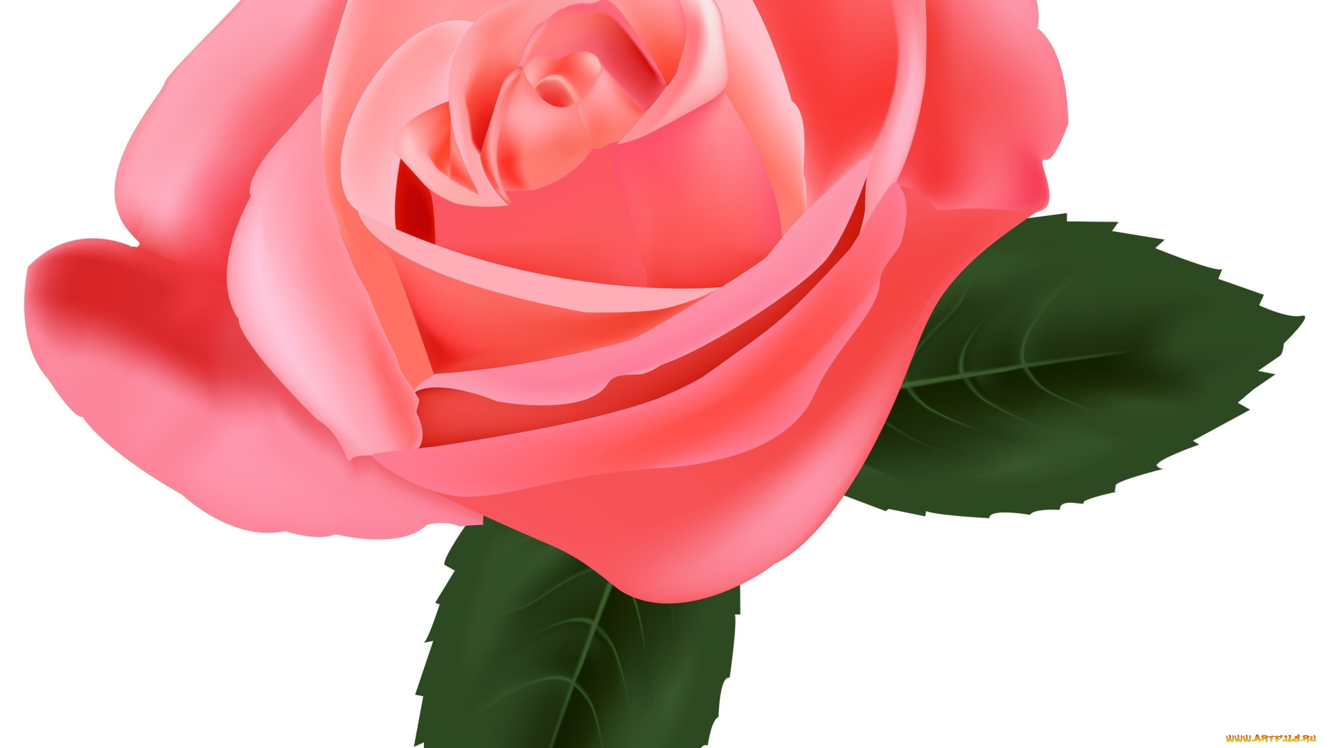 векторная, графика, цветы, , flowers, роза, фон, цветы