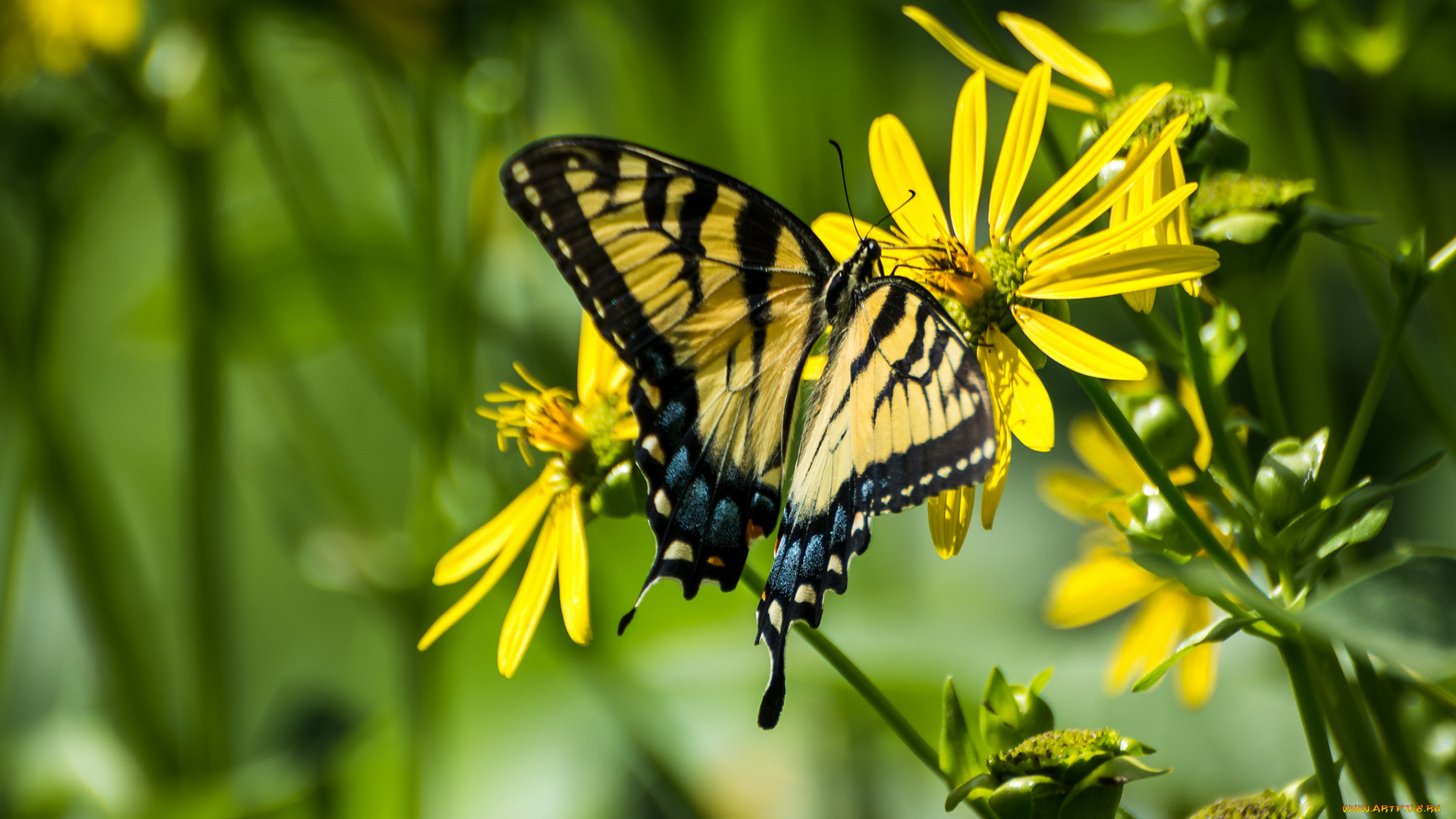 животные, бабочки, , мотыльки, , моли, бабочка, макро