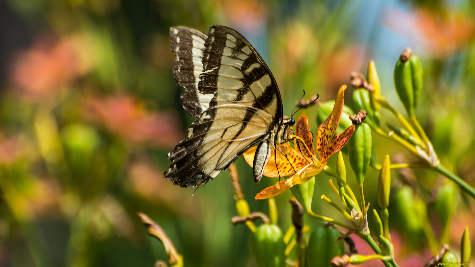 животные, бабочки, , мотыльки, , моли, бабочка, макро