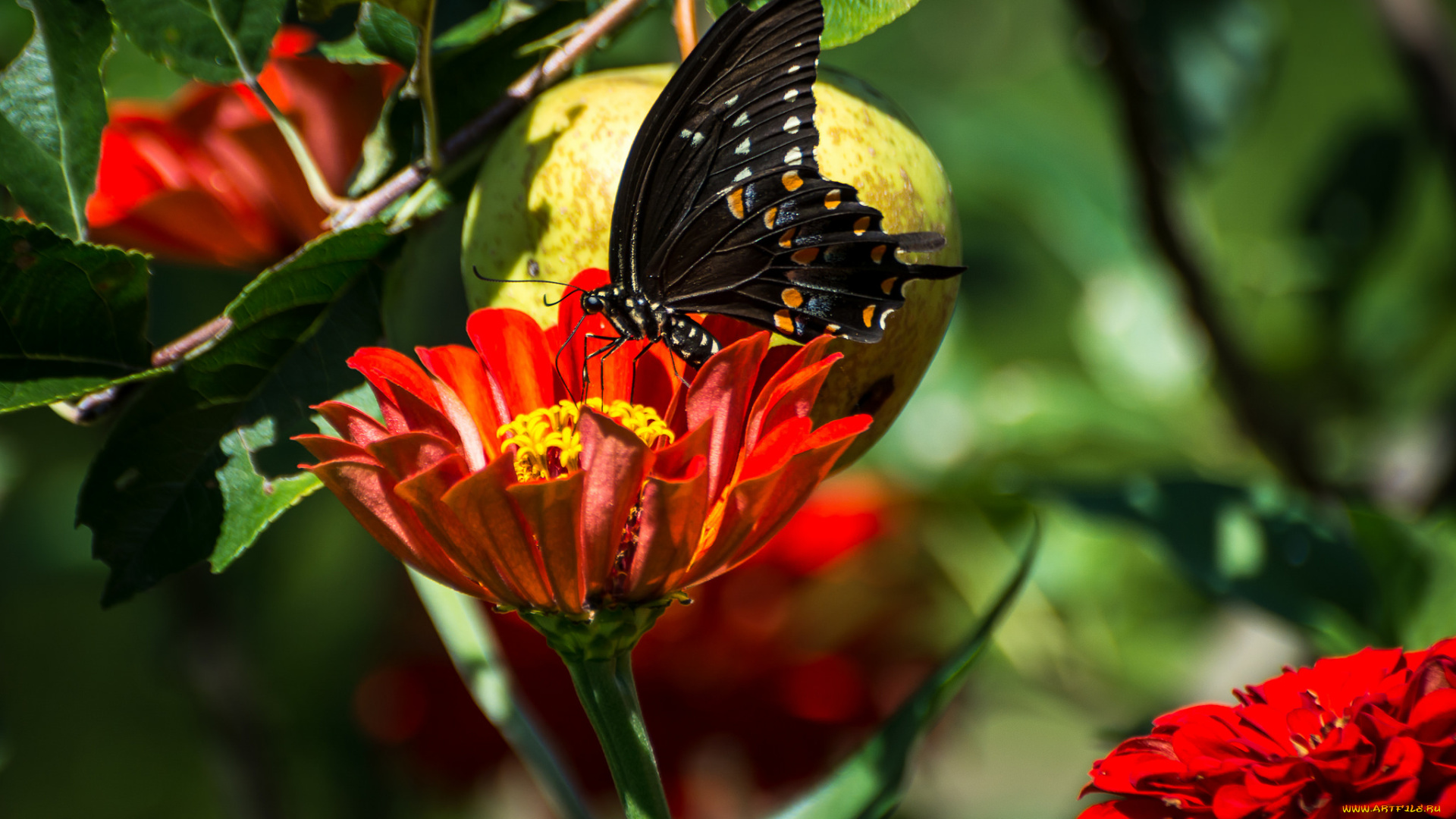 животные, бабочки, , мотыльки, , моли, цветы, бабочка
