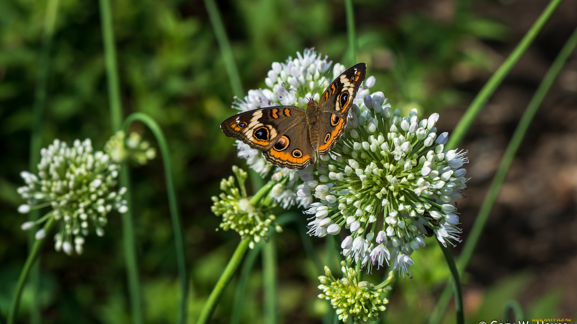 животные, бабочки, , мотыльки, , моли, лук, бабочка