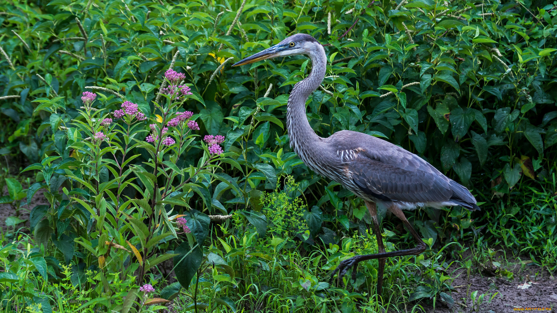животные, цапли, , выпи, трава, цапля