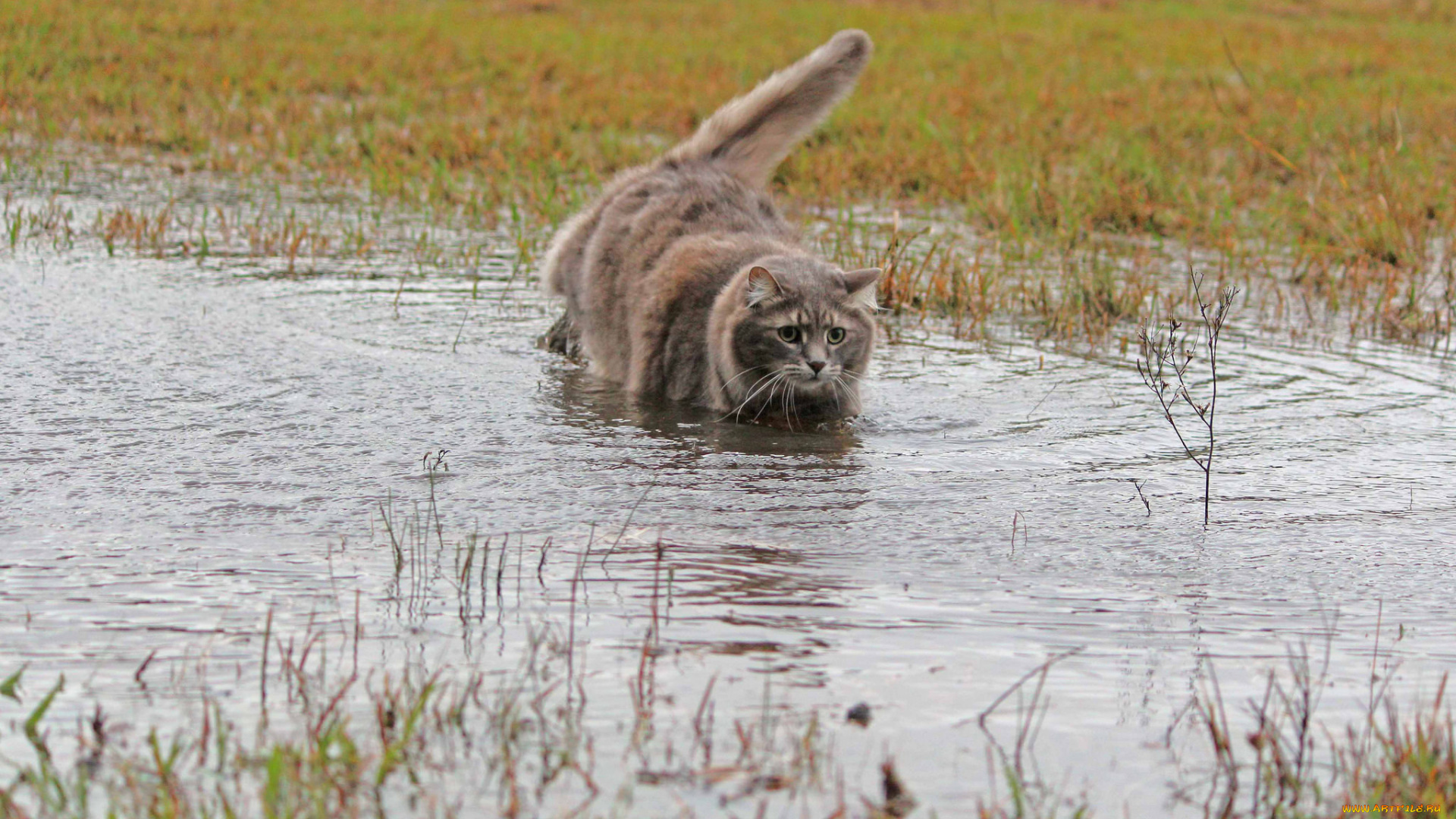 животные, коты, кошка, трава, шерсть, вода