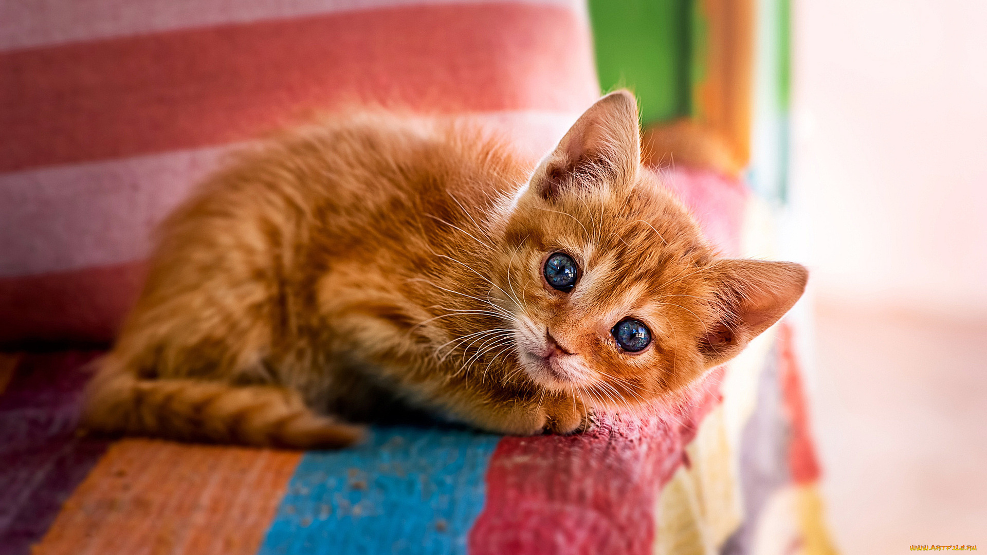 животные, коты, рыжий