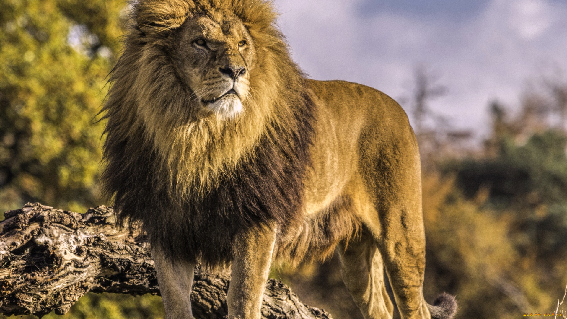 животные, львы, царь, зверей, дикая, кошка, хищник, лев