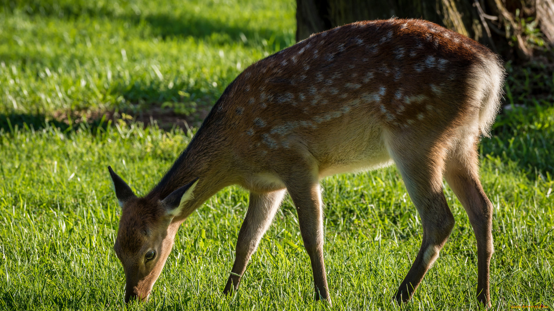 животные, олени, трава, оленёнок