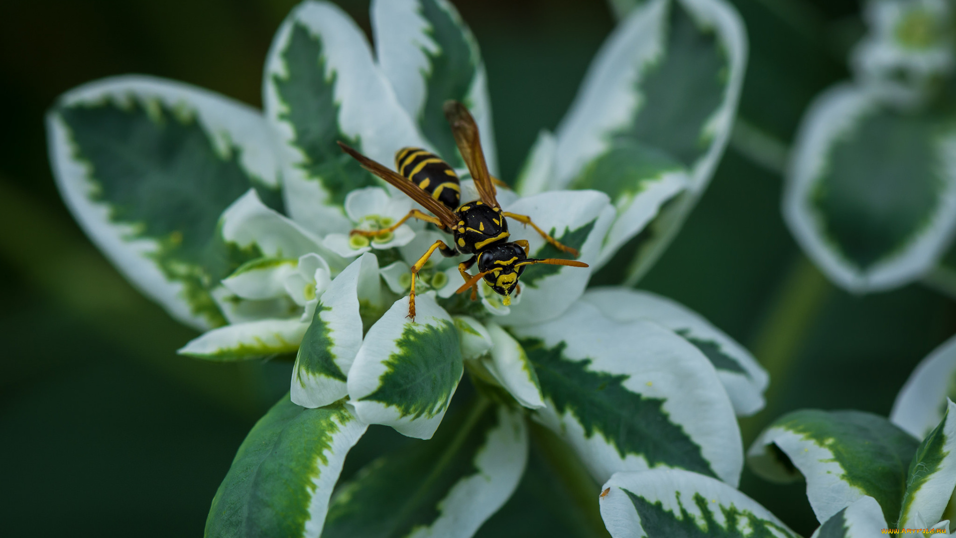 животные, пчелы, , осы, , шмели, листья, оса