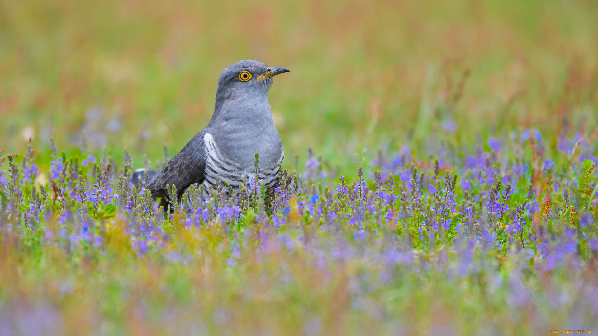 животные, птицы, птица, перья, клюв, трава, цветы