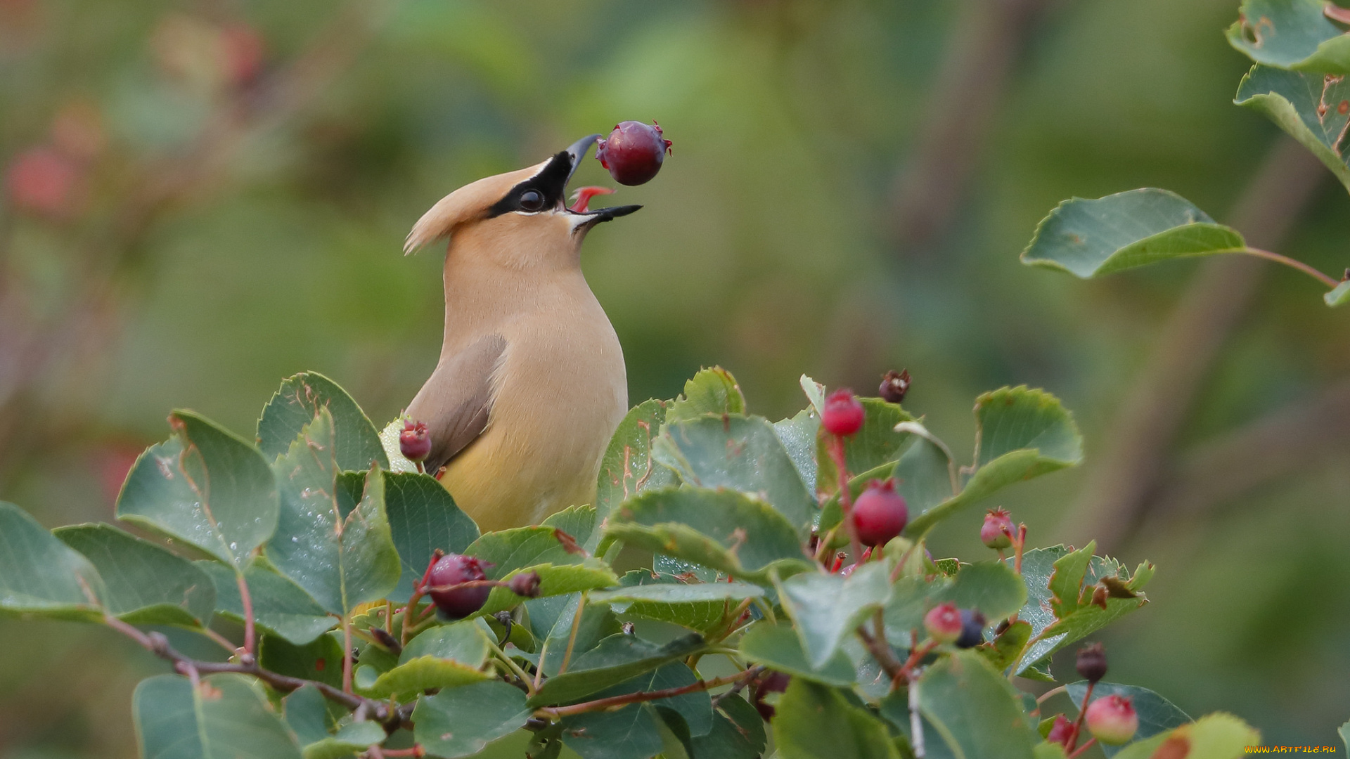 животные, птицы, птица, перья, окрас