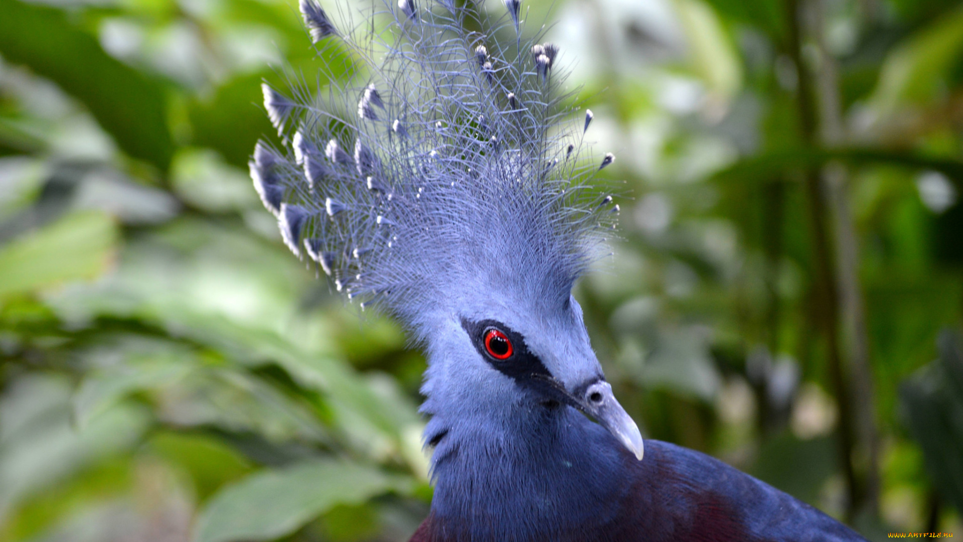 животные, птицы, птица, перья, окрас