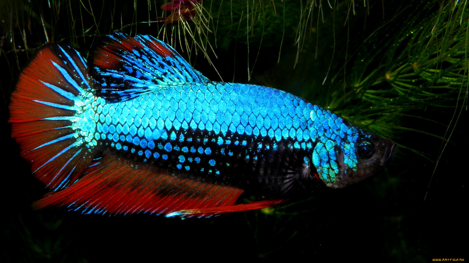 животные, рыбы, растение