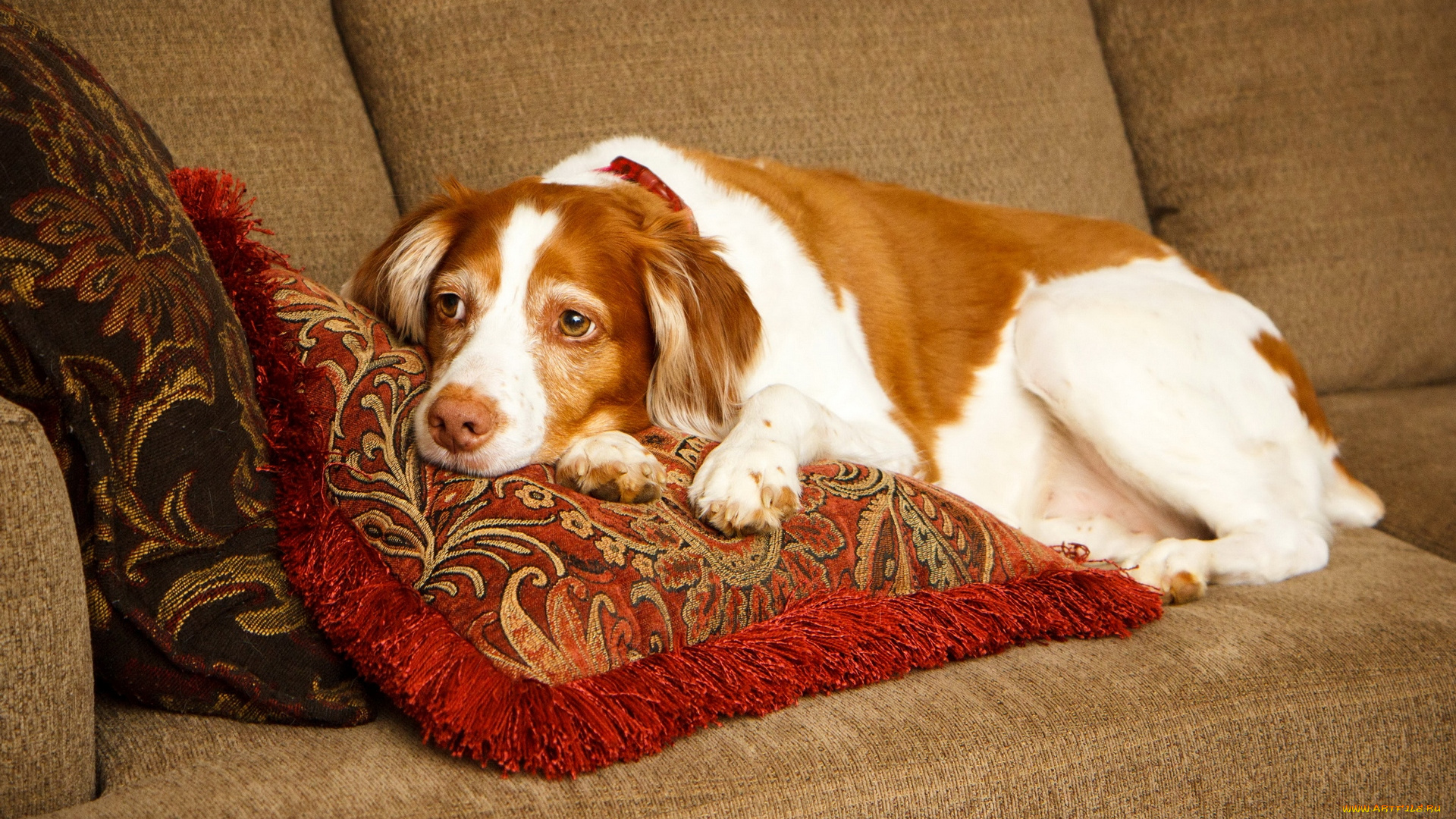 животные, собаки, диван, подушки