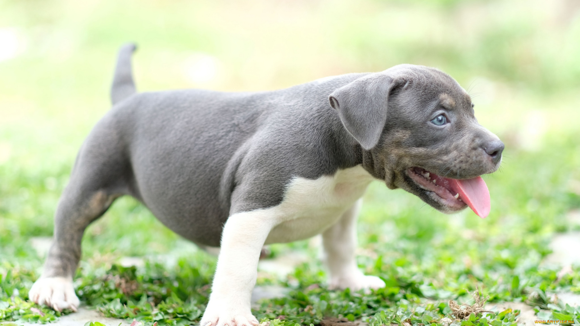 животные, собаки, собака, щенок, фон