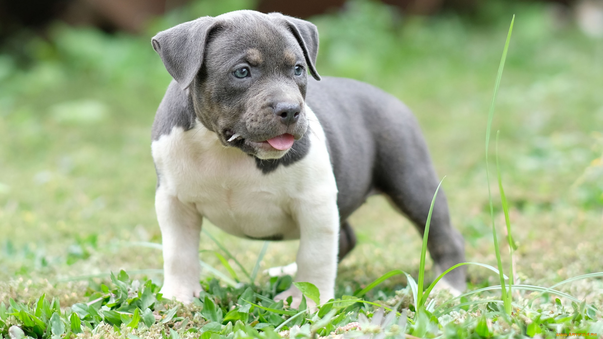 животные, собаки, собака, щенок, фон